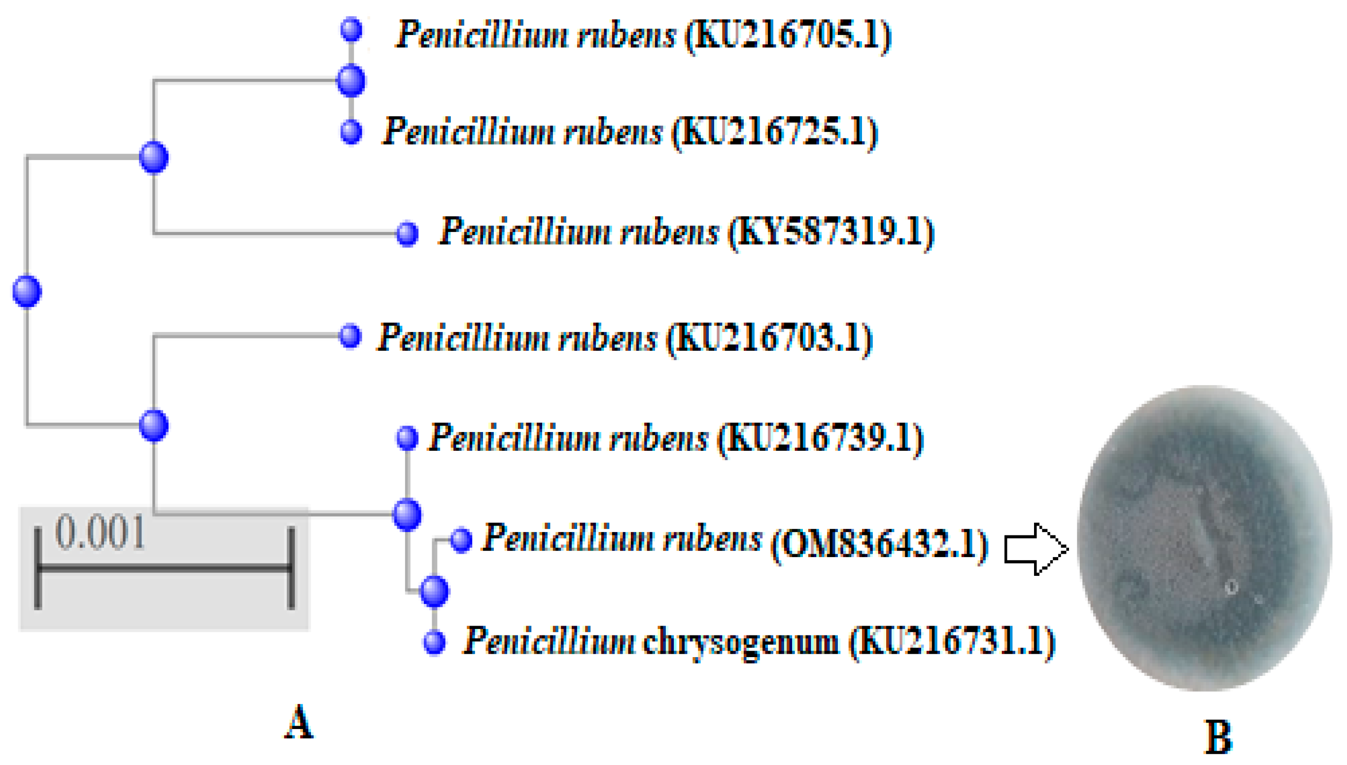 Life 12 01182 g003 Life 12 01182 g003