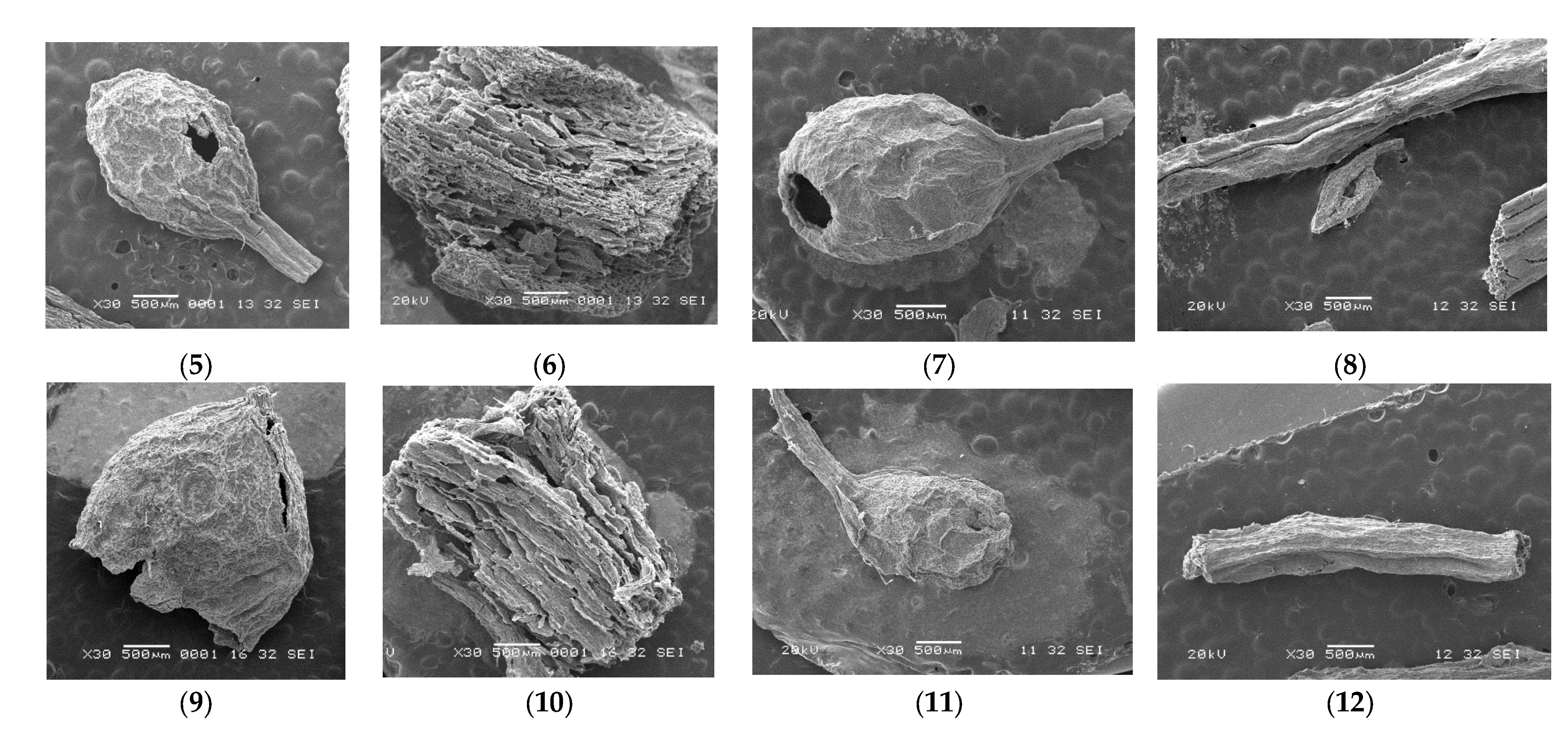 Life 12 01214 g002b Life 12 01214 g002b