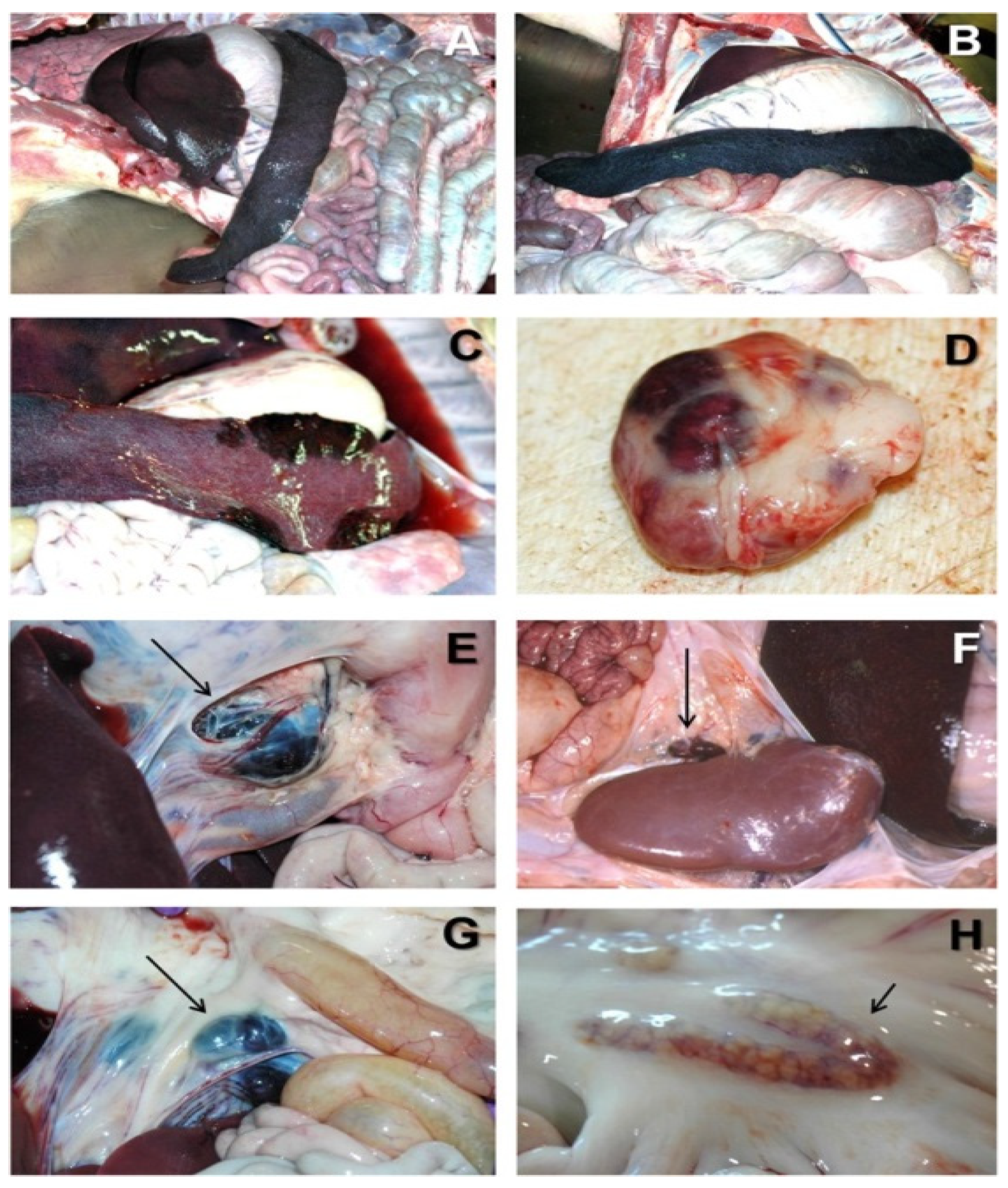 Life 12 01255 g001 Life 12 01255 g001