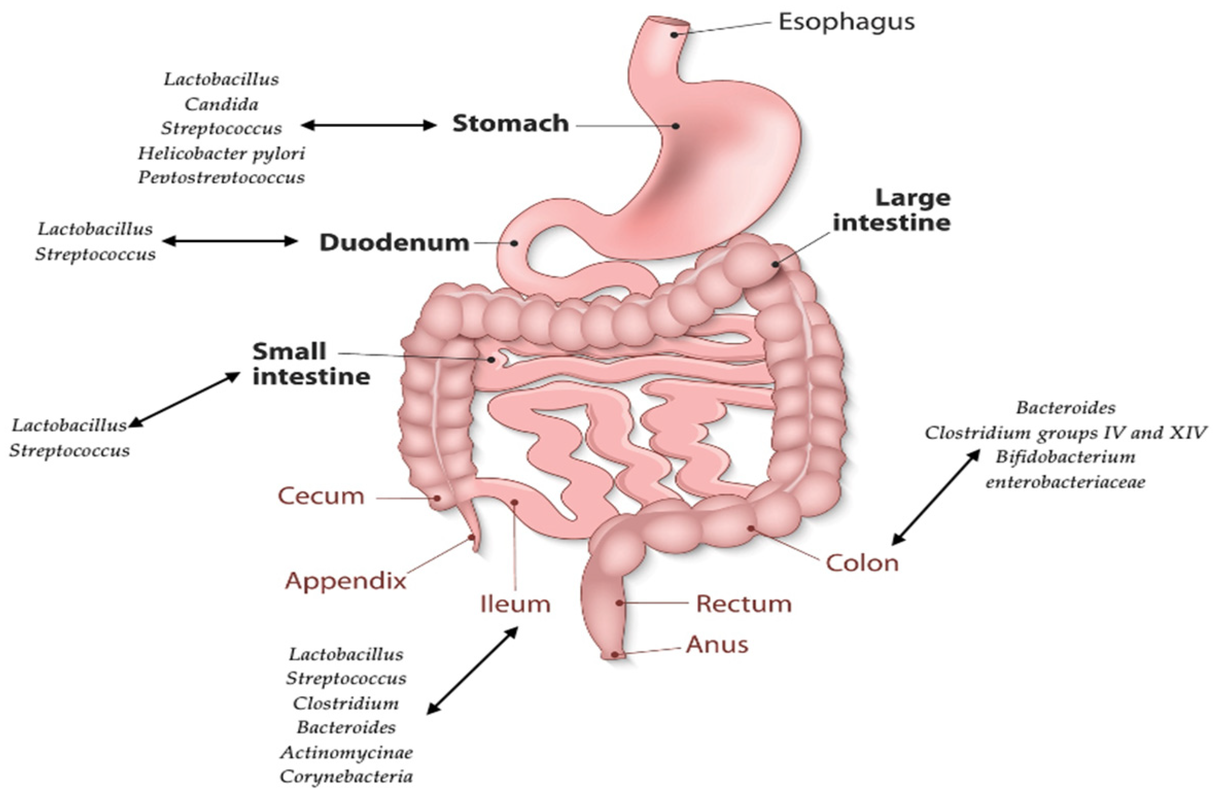 Buscapina sirve para inflamacion intestinal