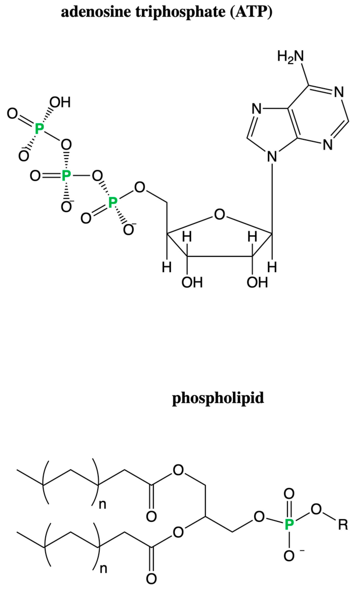 Life 12 01268 g005 Life 12 01268 g005