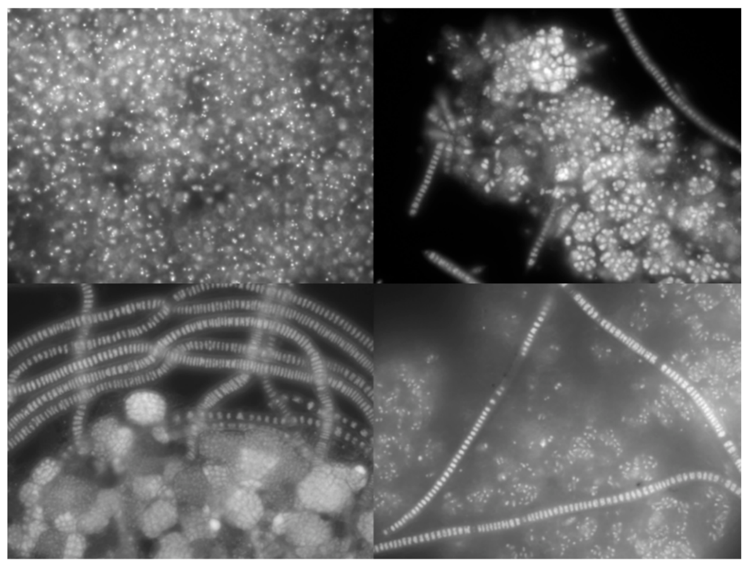 Life 12 01347 g002 550