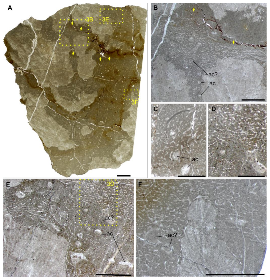 Life 12 01348 g003 550