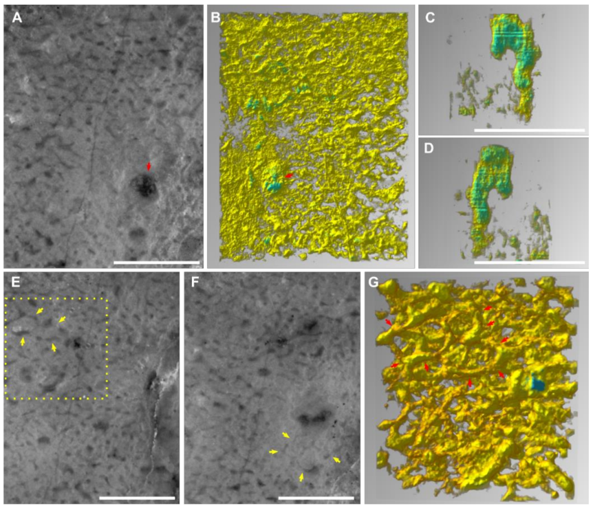 Life 12 01348 g004 550