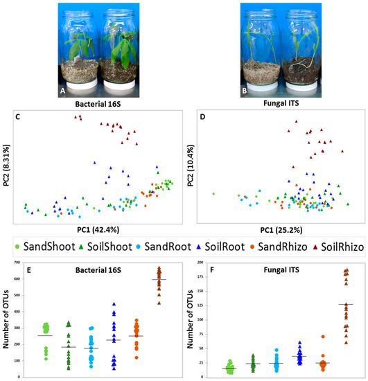 Frontiers  Mucilaginibacter sp. K Improves Growth and Induces