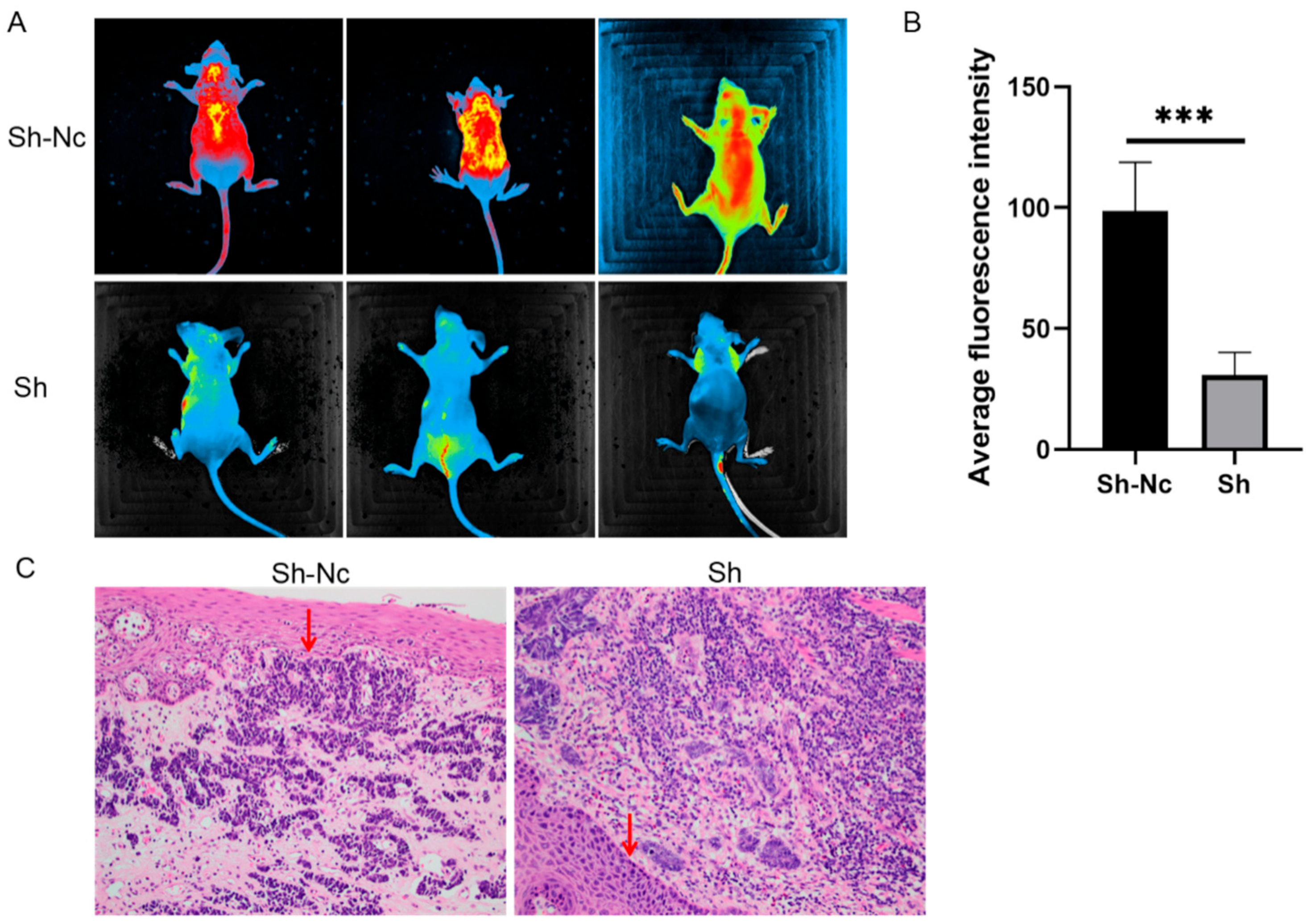 Life 12 01381 g003 550