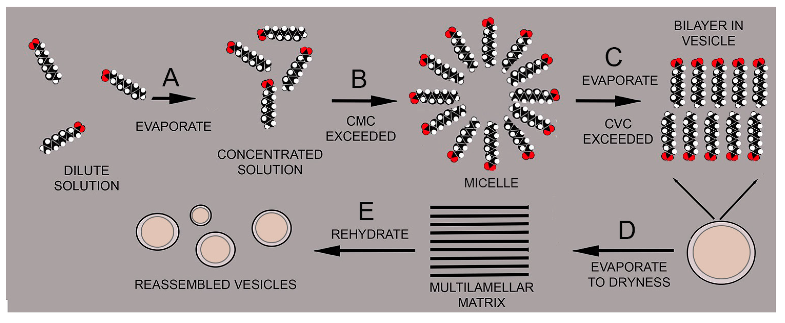 Life 12 01429 g003 550