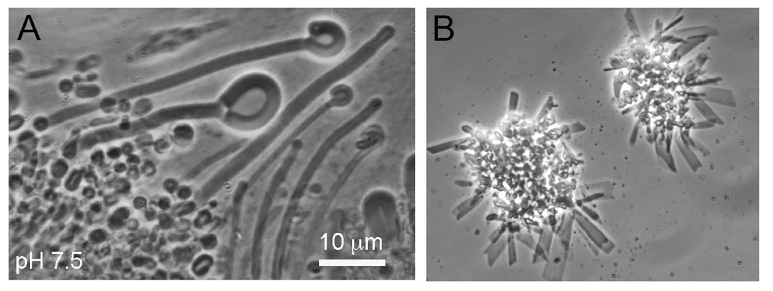 Life 12 01429 g007 550