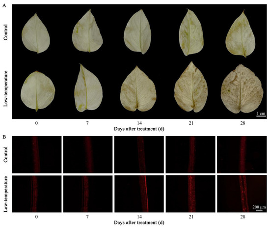 Outcomes of Low-Temperature Stress on Biological Alterations