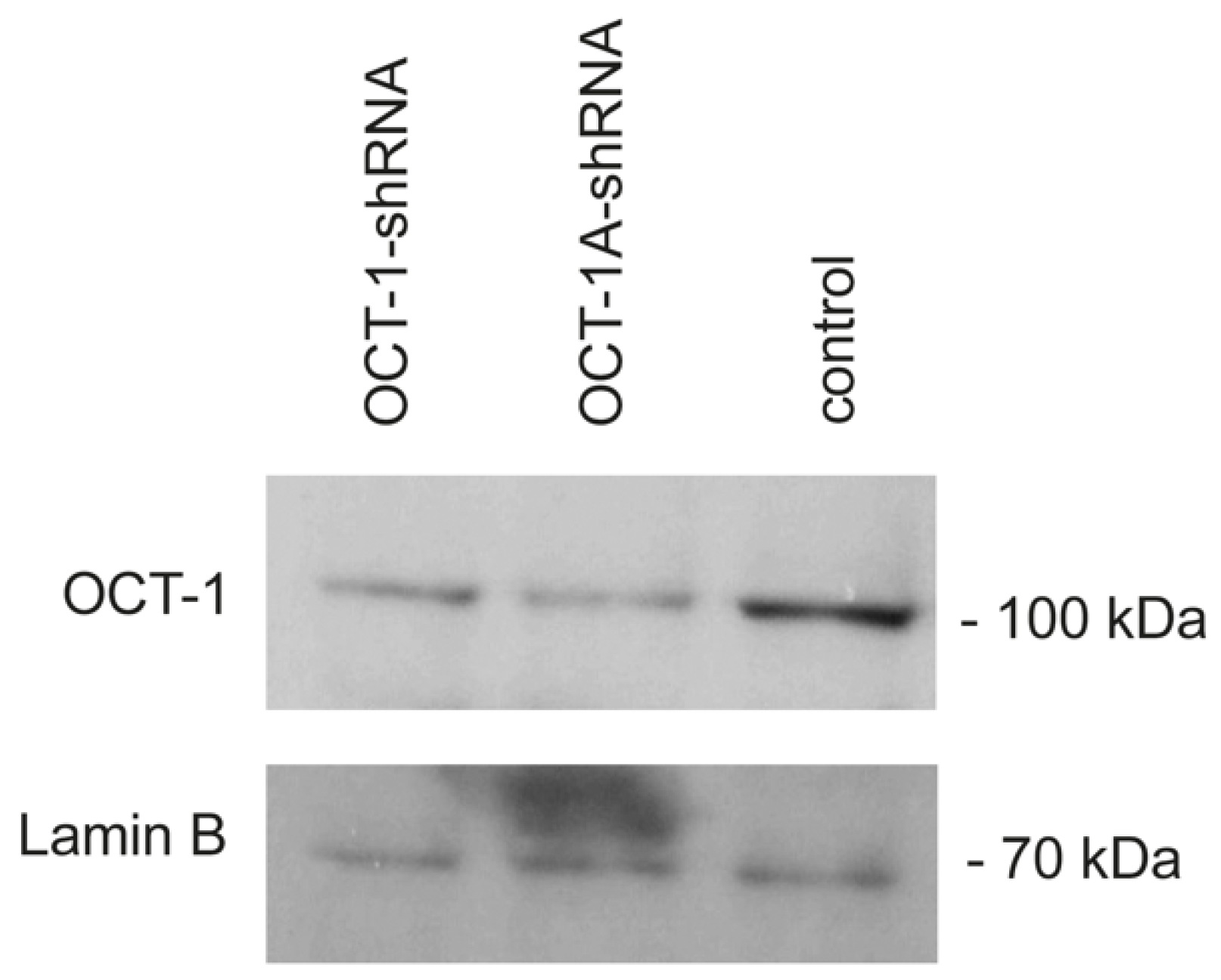 Life 12 01435 g001 Life 12 01435 g001