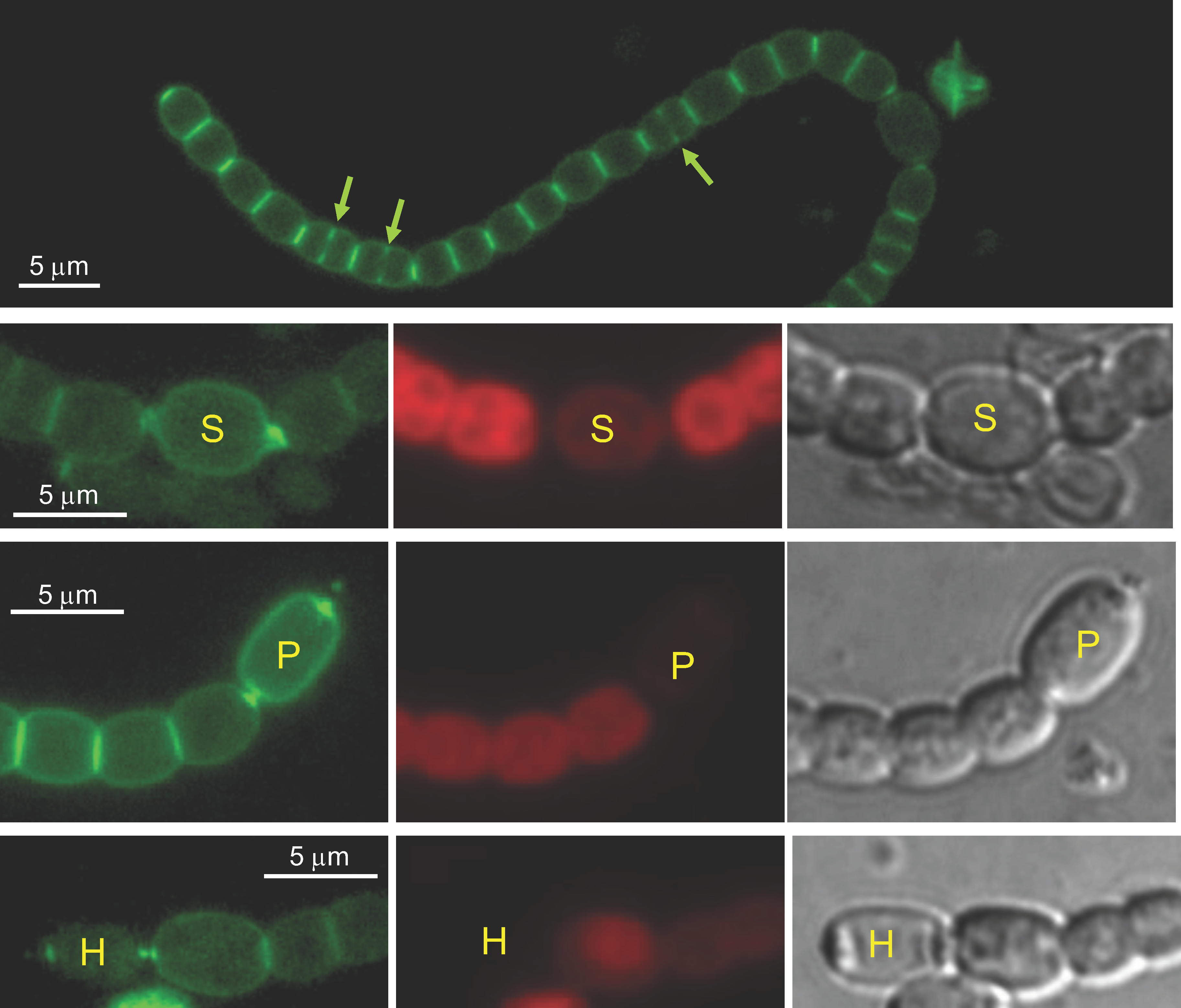 Life 12 01437 g001 Life 12 01437 g001