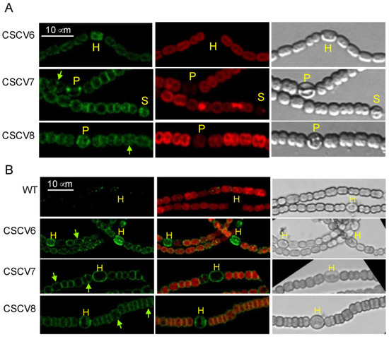 The Role of MreB, MreC and MreD in the Morphology of the Diazotrophic ...