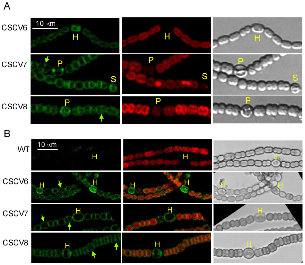 Life 12 01437 g002 Life 12 01437 g002