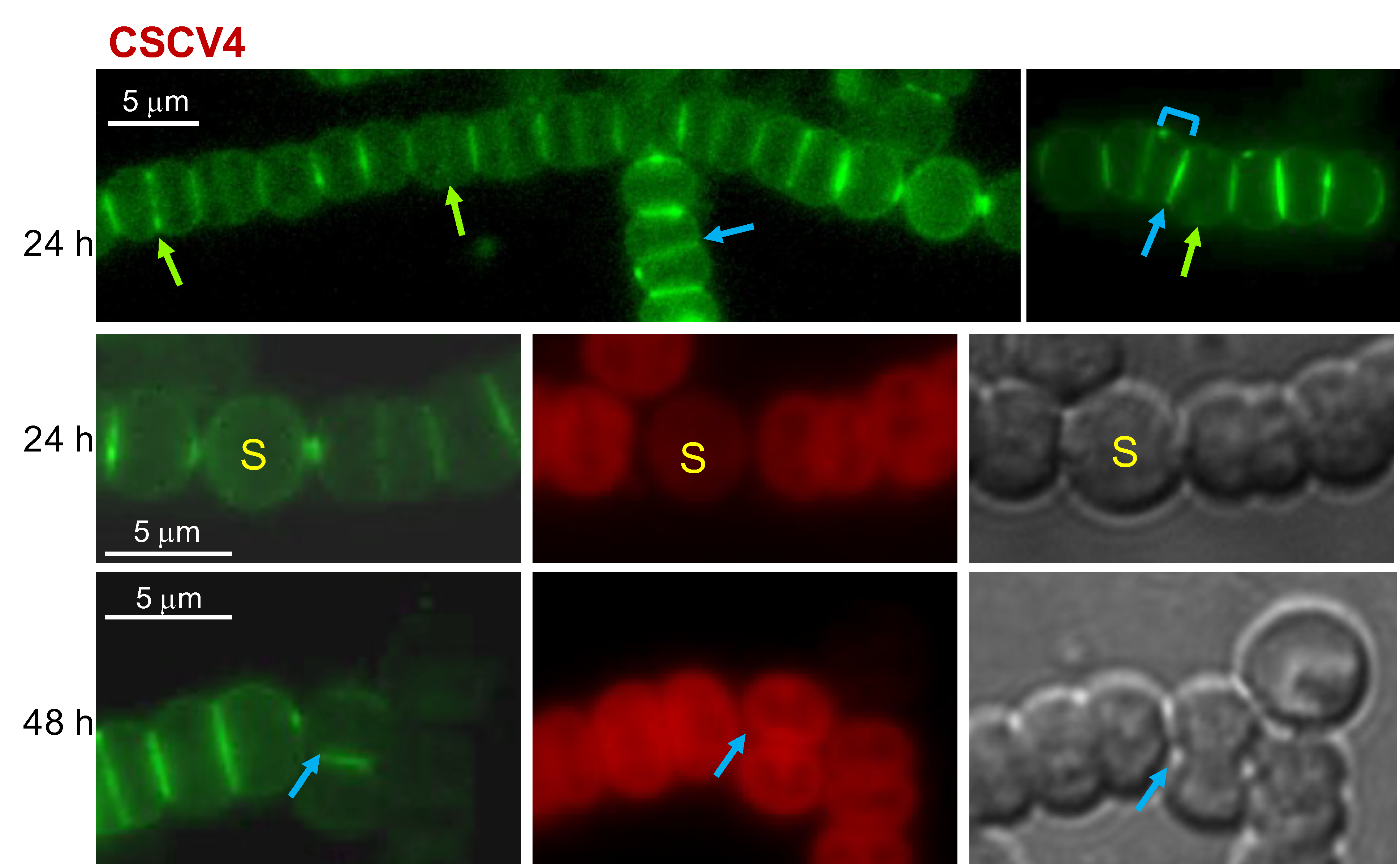 Life 12 01437 g004 Life 12 01437 g004
