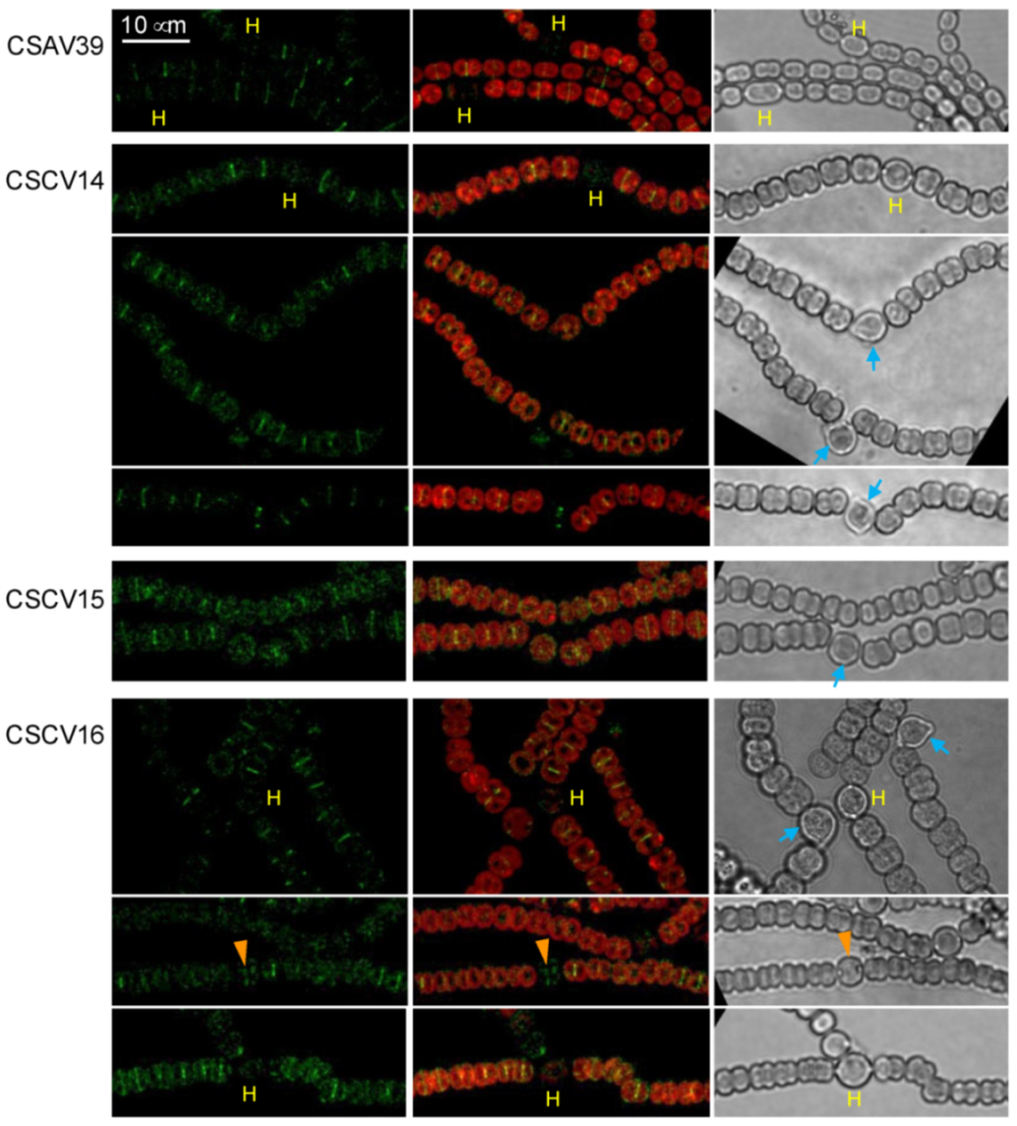 Life 12 01437 g007 Life 12 01437 g007