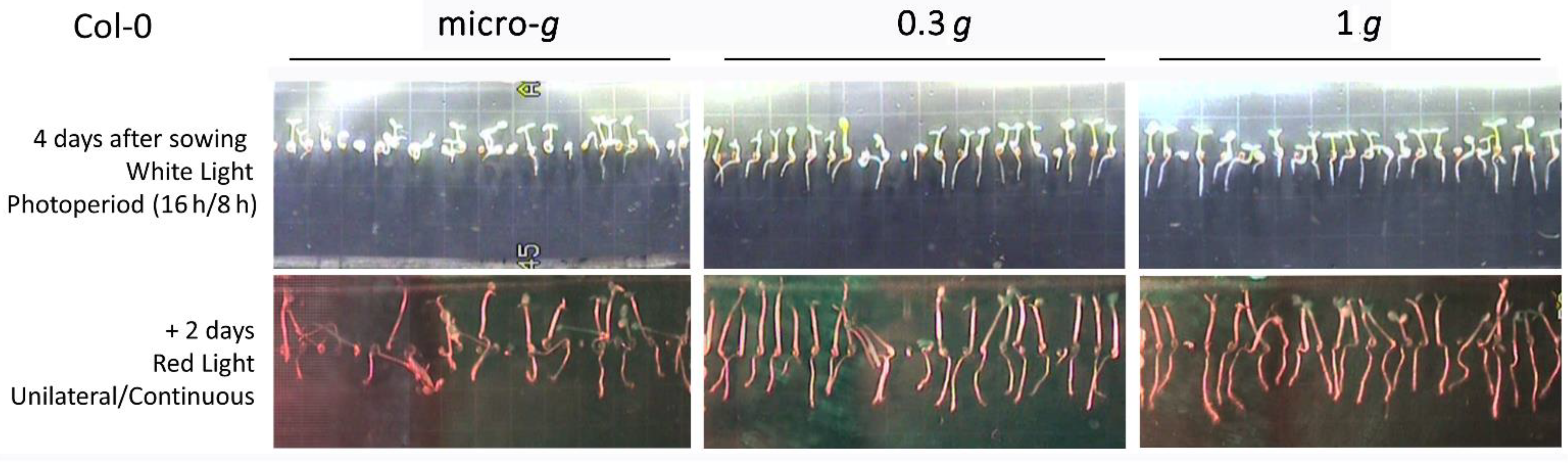 Life 12 01484 g001 Life 12 01484 g001