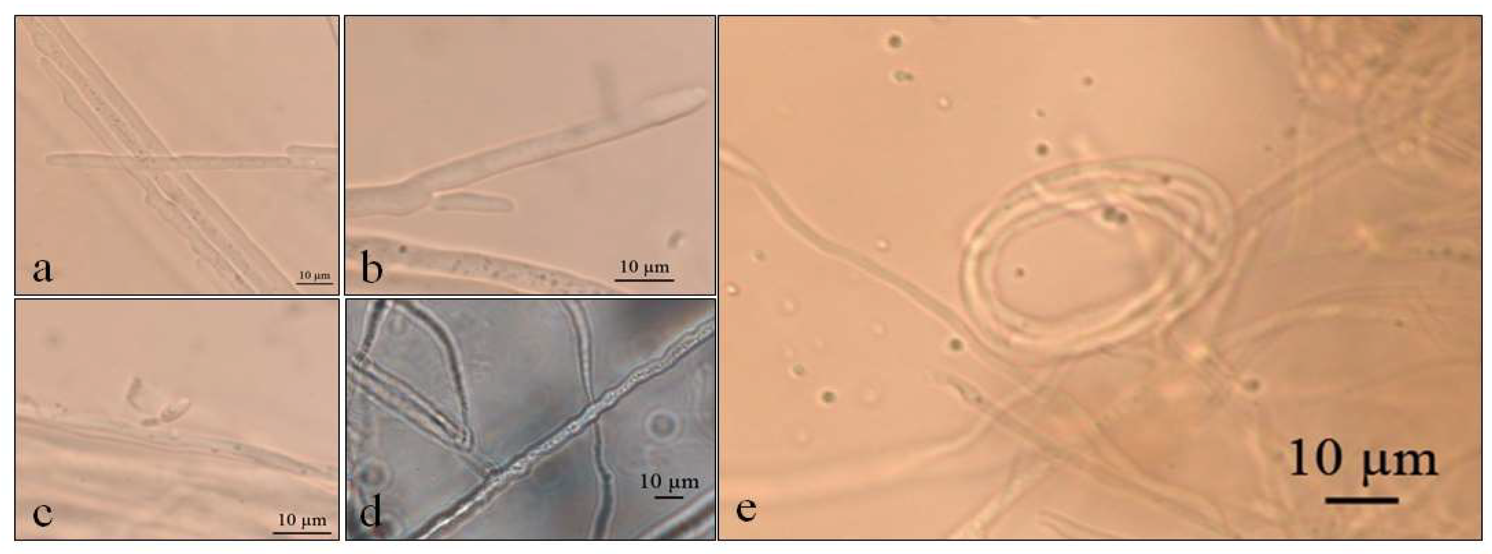 Life 12 01501 g004 Life 12 01501 g004