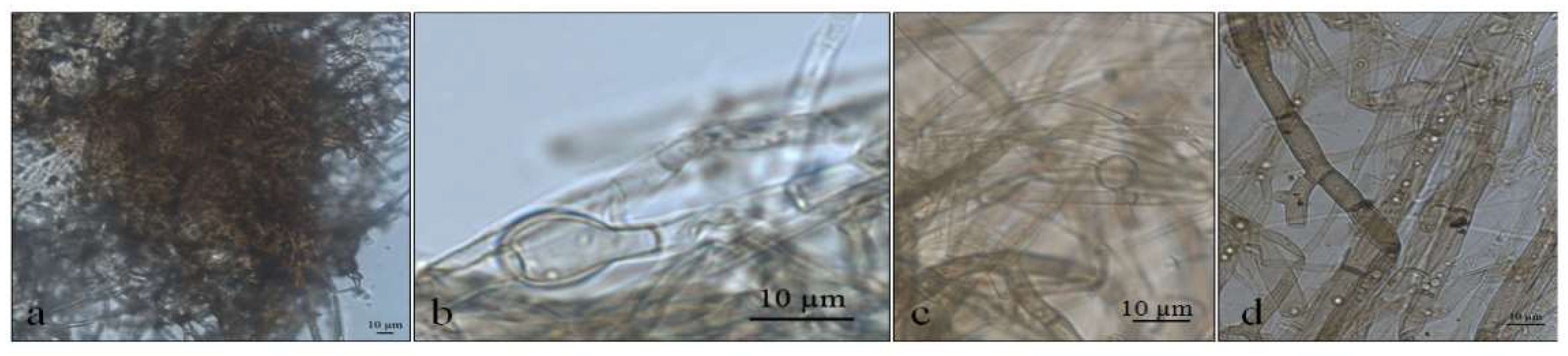 Life 12 01501 g005 Life 12 01501 g005