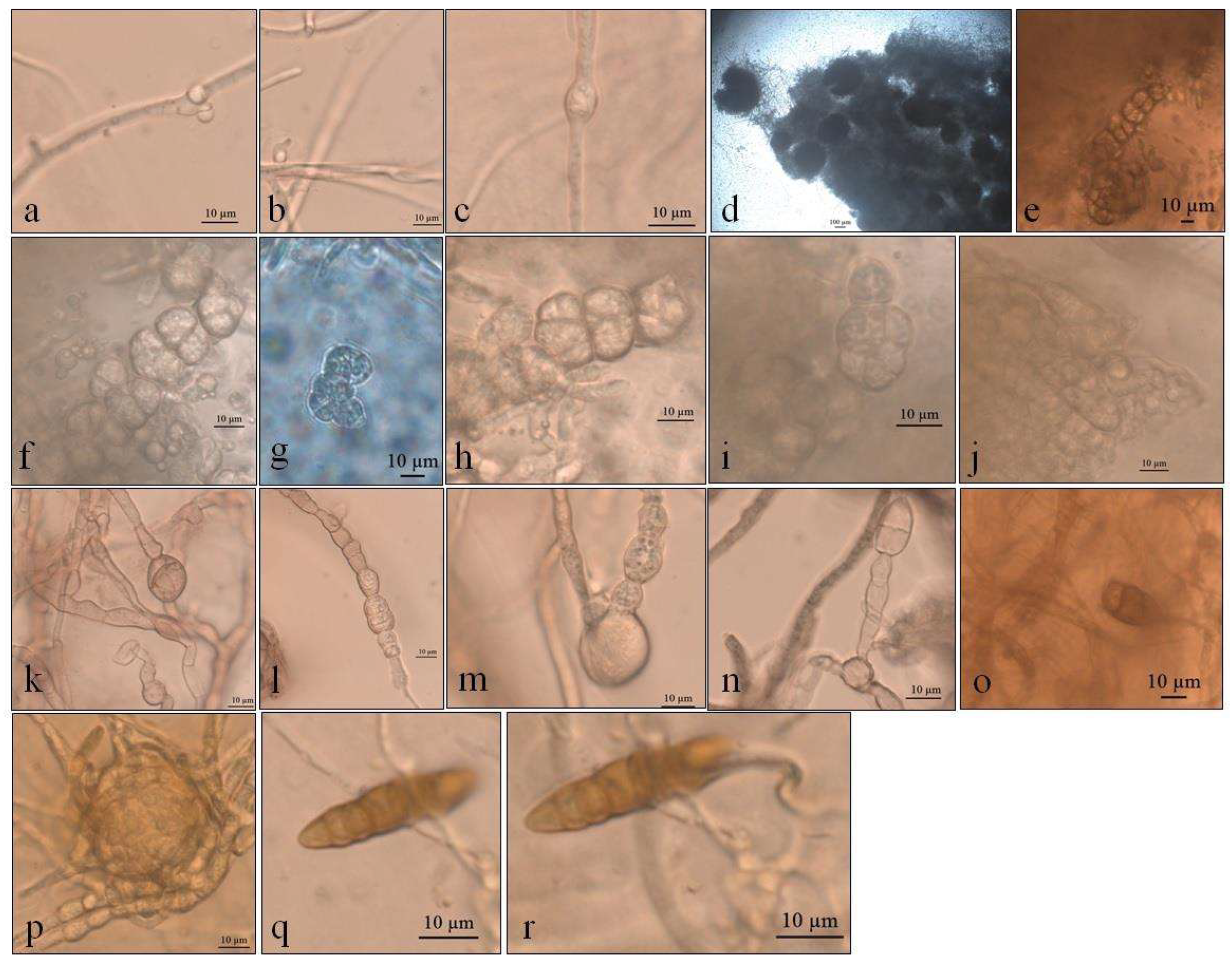 Life 12 01501 g007 Life 12 01501 g007