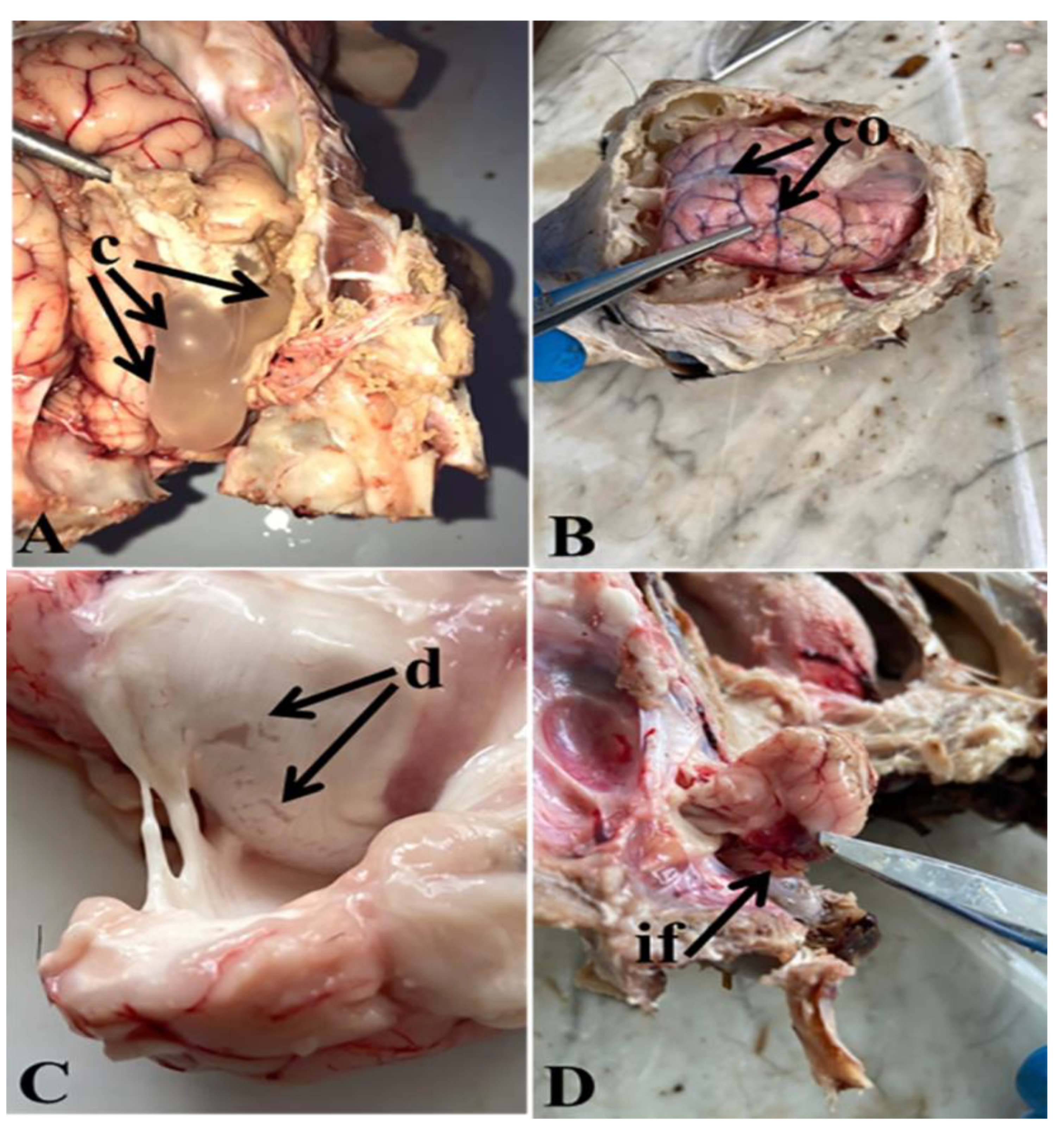 Life 12 01515 g001 Life 12 01515 g001