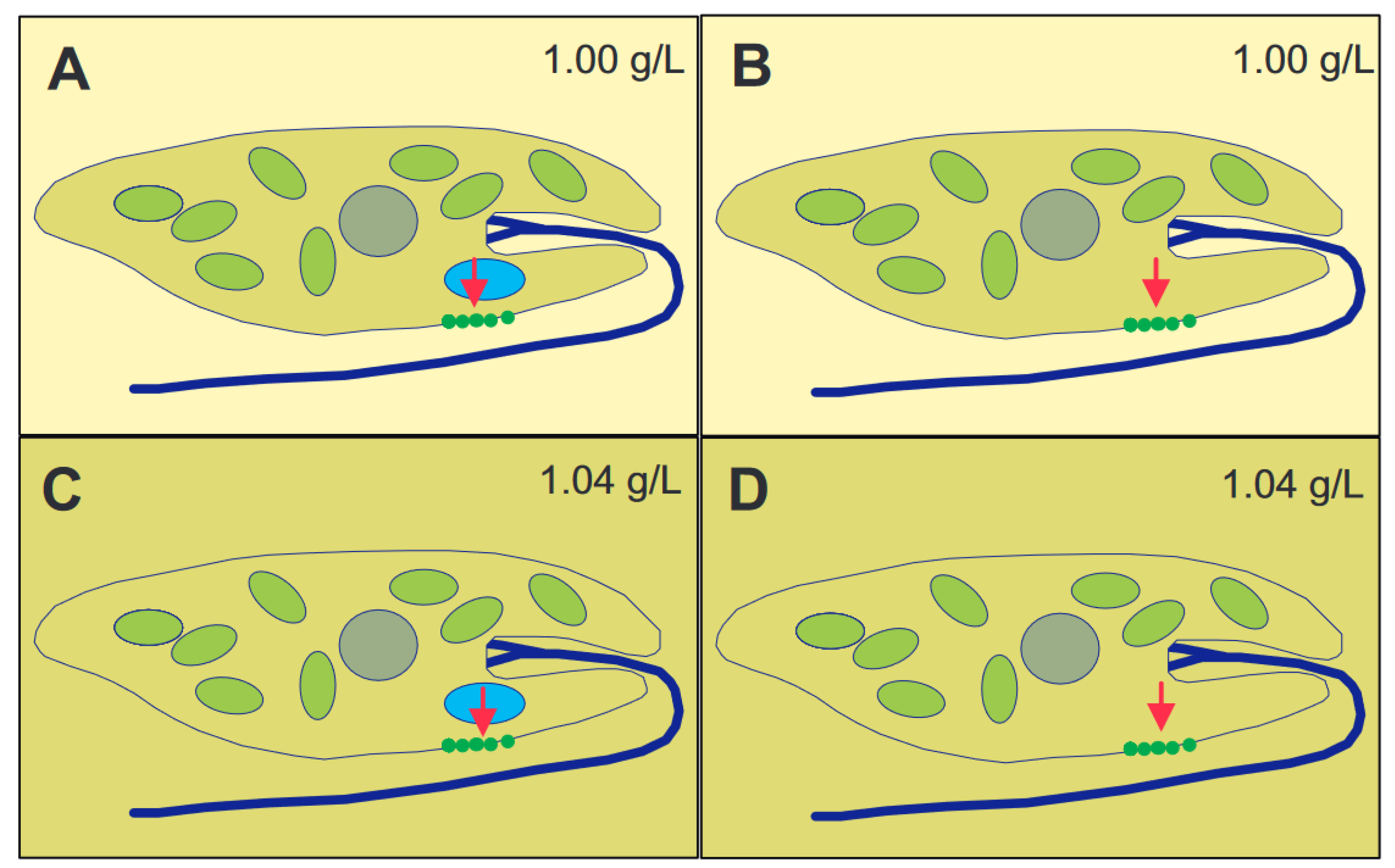 Euglena, a Gravitactic Flagellate of Multiple Usages