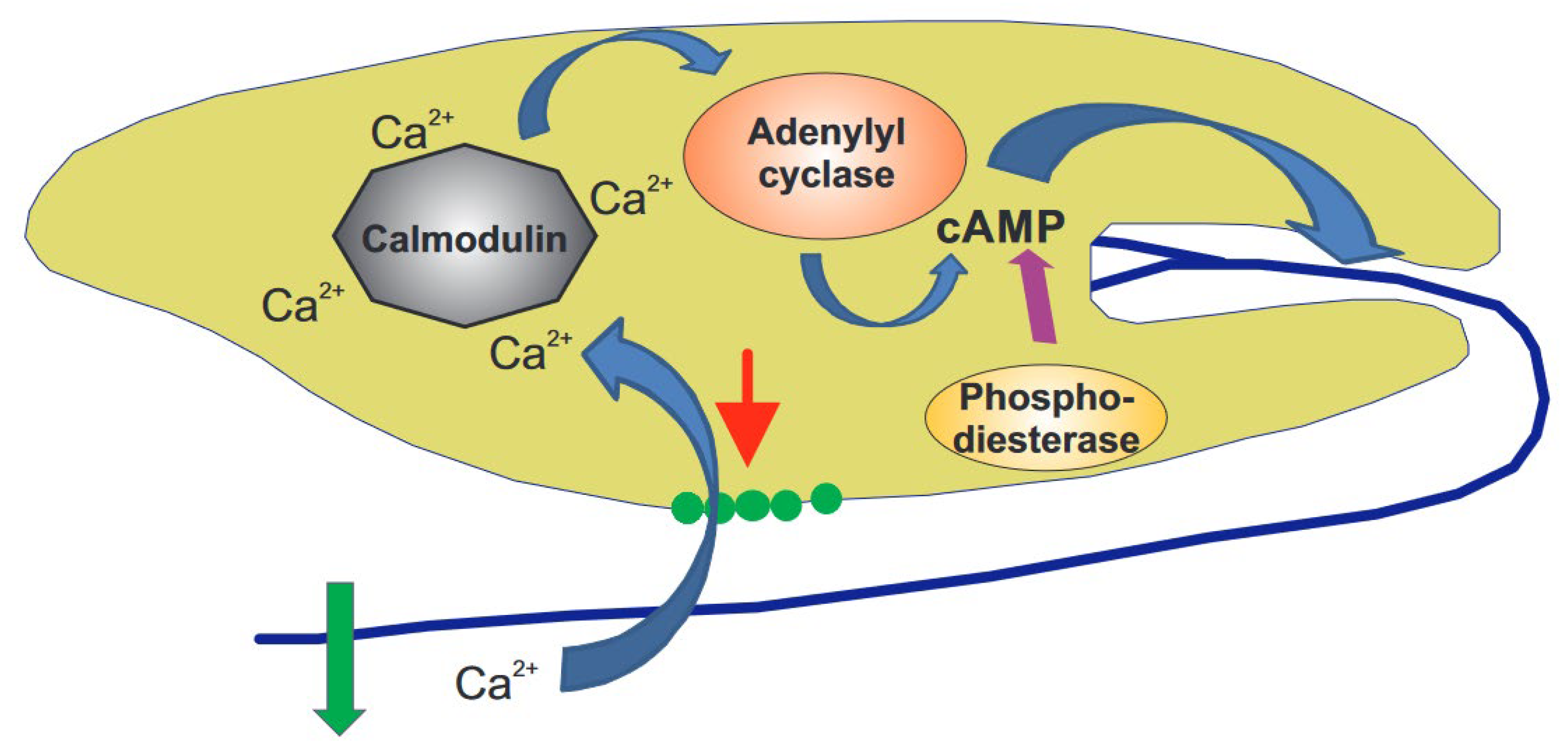 Euglena, a Gravitactic Flagellate of Multiple Usages