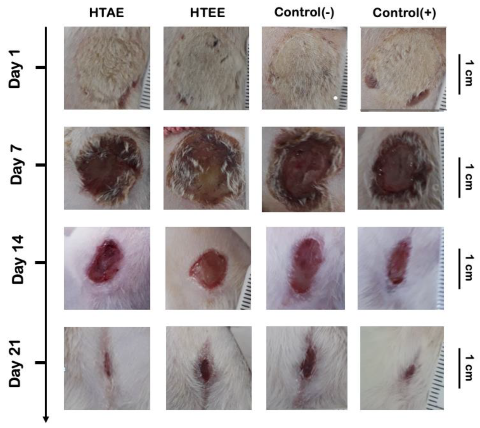 Life 12 01553 g006 Life 12 01553 g006