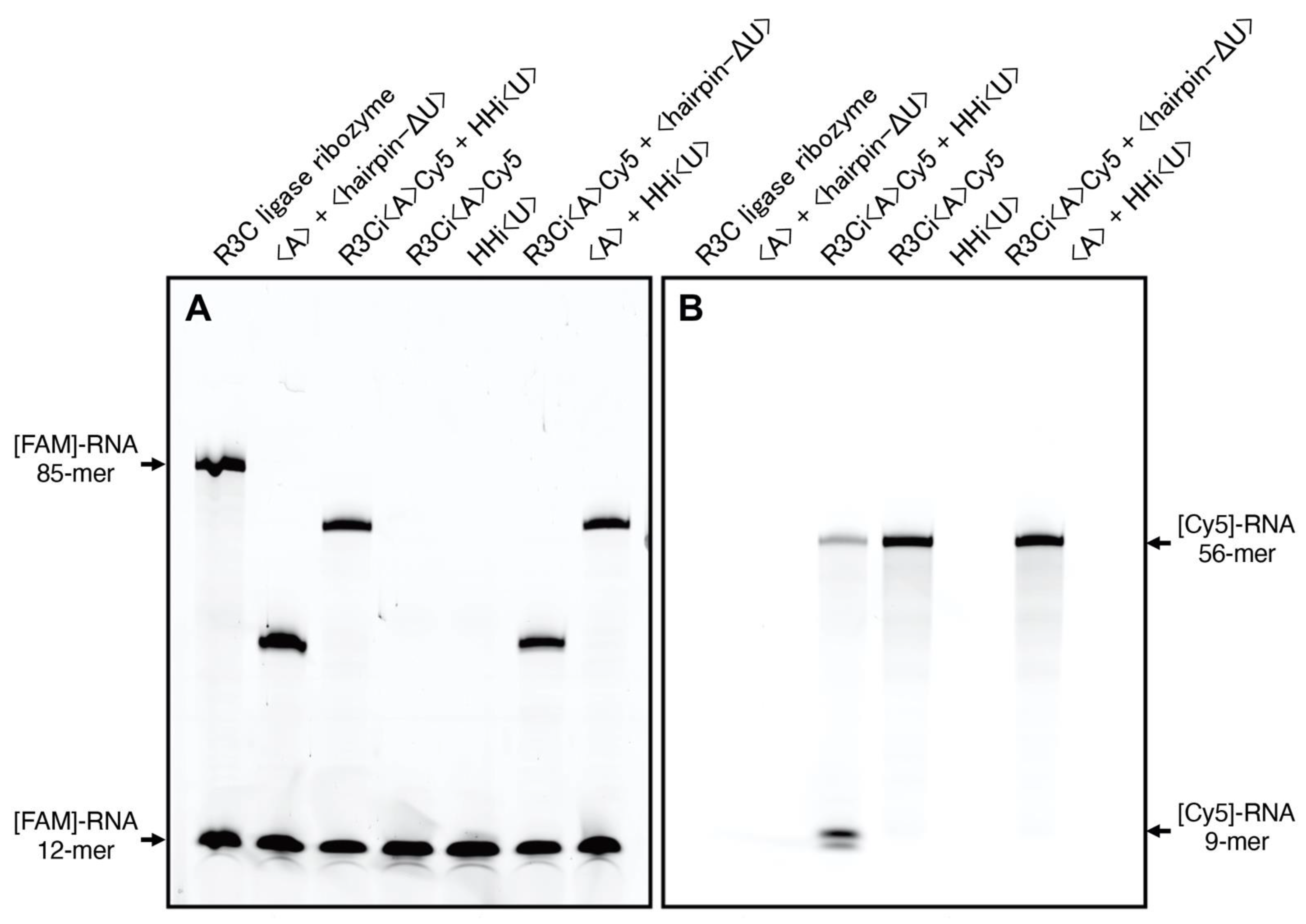 Life 12 01561 g004 Life 12 01561 g004