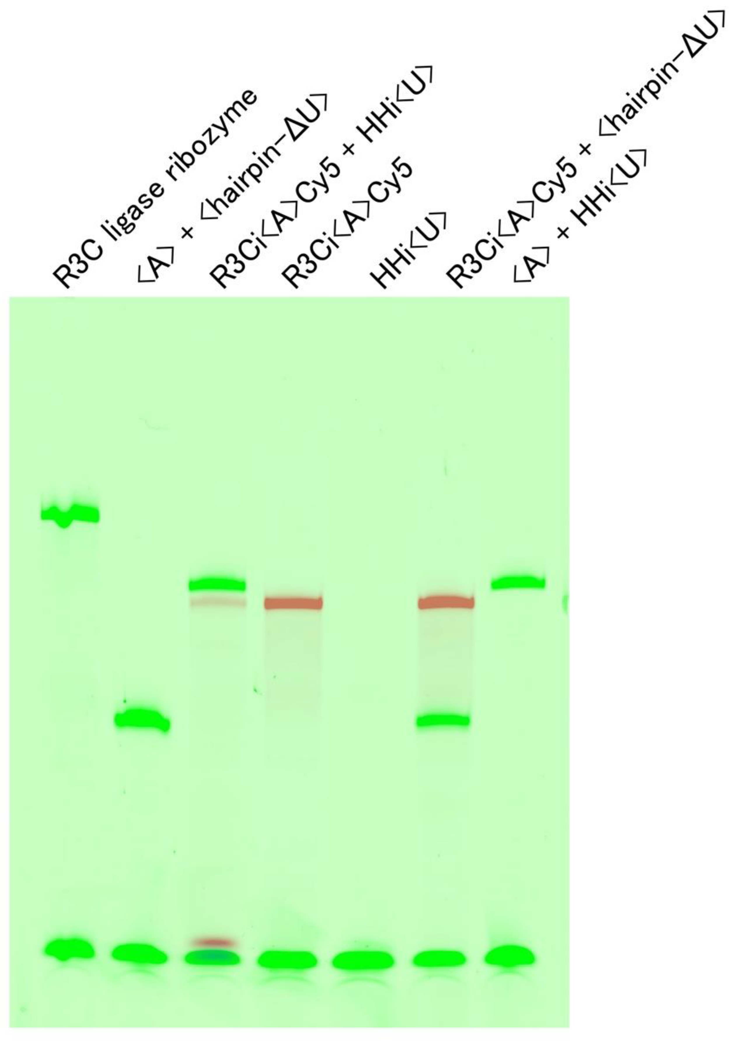 Life 12 01561 g005 Life 12 01561 g005