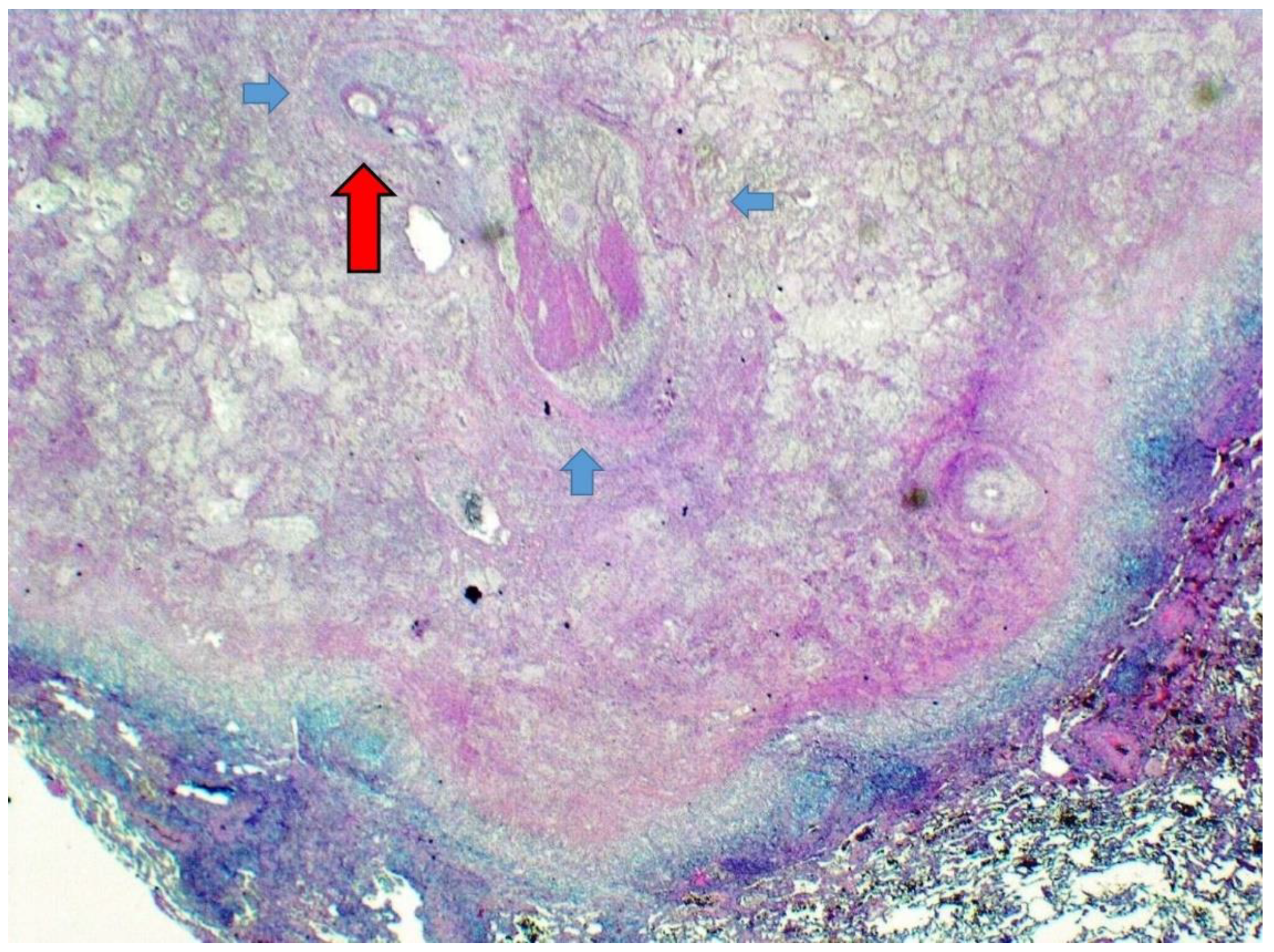 Life 12 01584 g002 Life 12 01584 g002