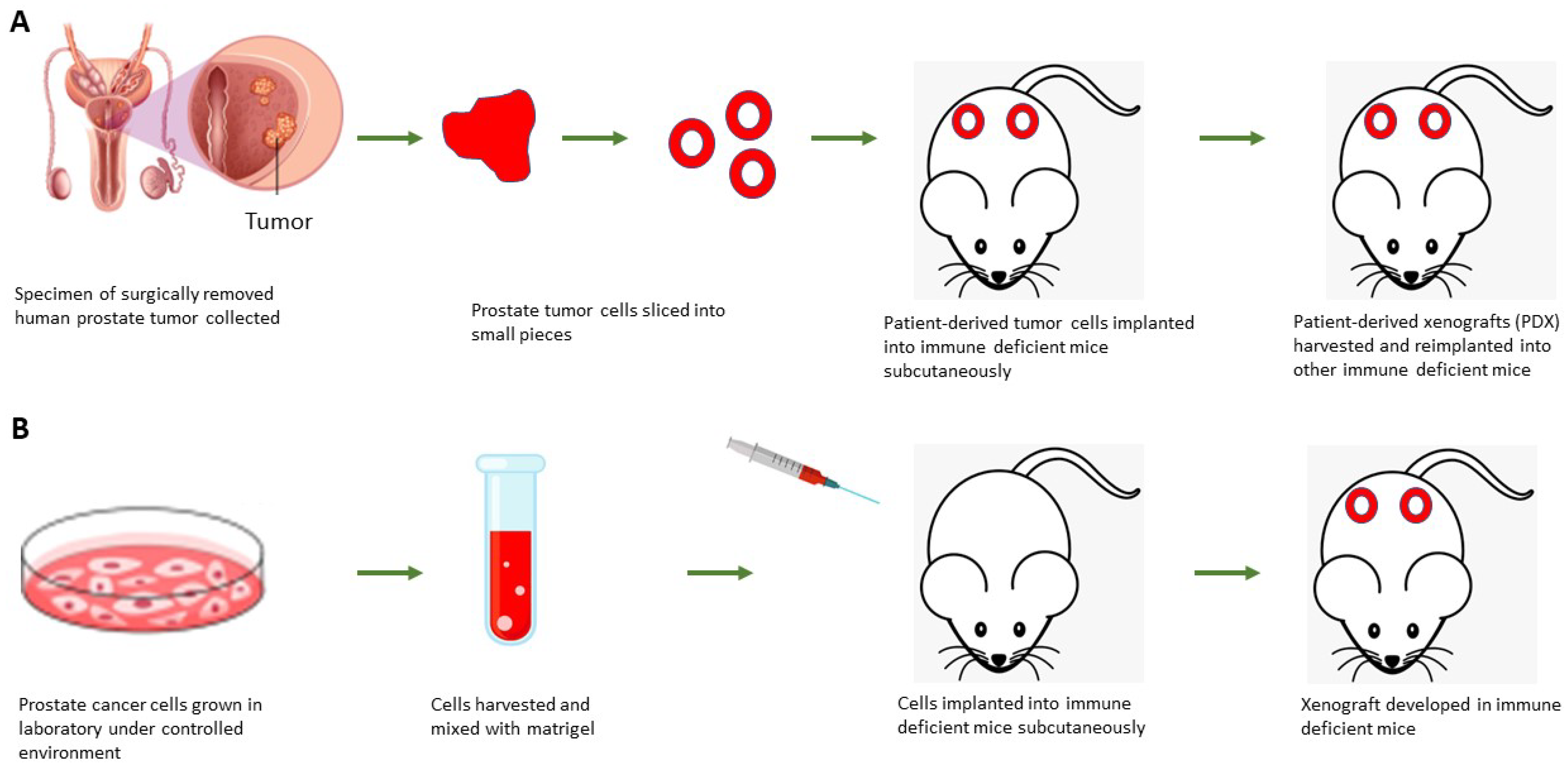 Preclinical and Clinical Research Models of Prostate Cancer: A Brief ...