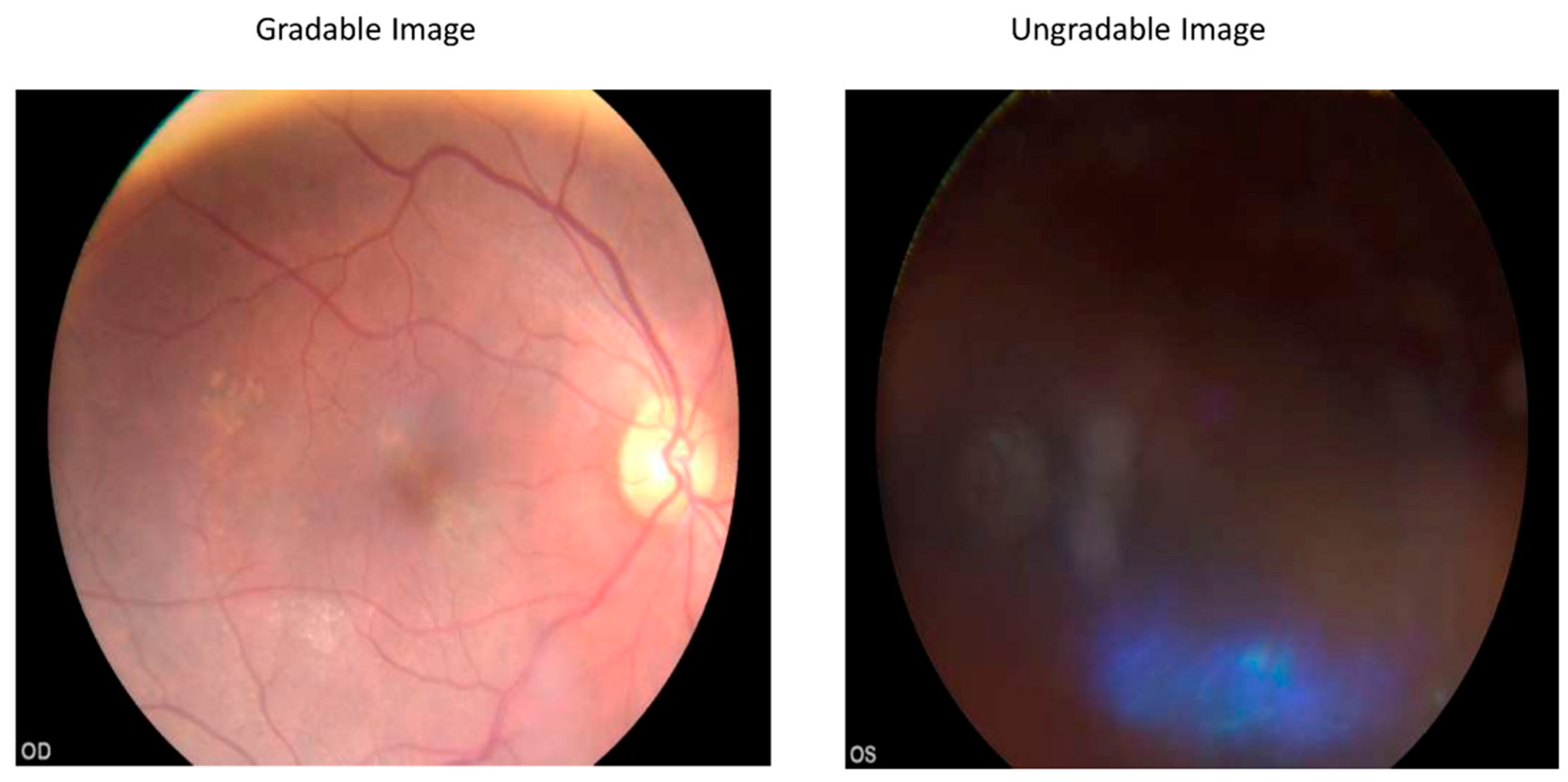 Life 12 01610 g001 Life 12 01610 g001