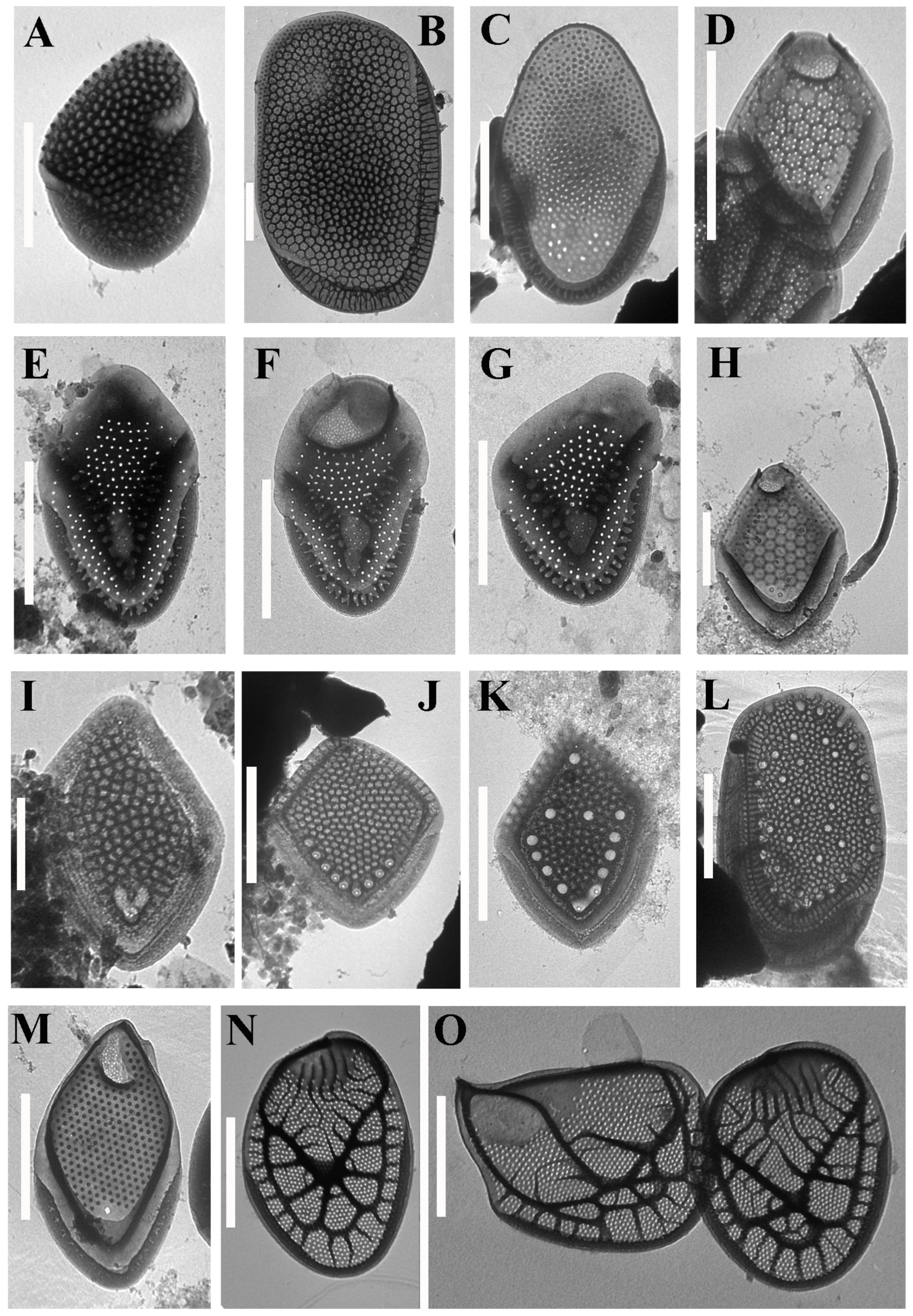 Life 12 01611 g002 Life 12 01611 g002