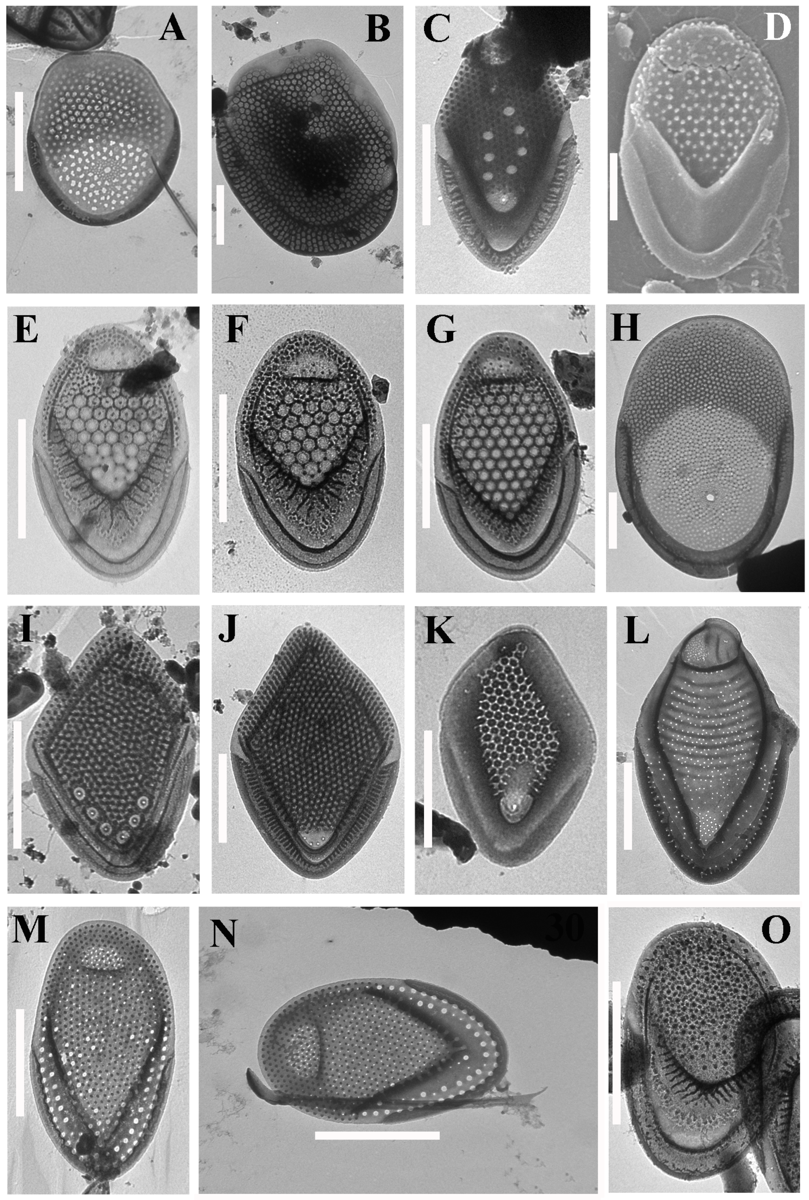 Life 12 01611 g003 Life 12 01611 g003