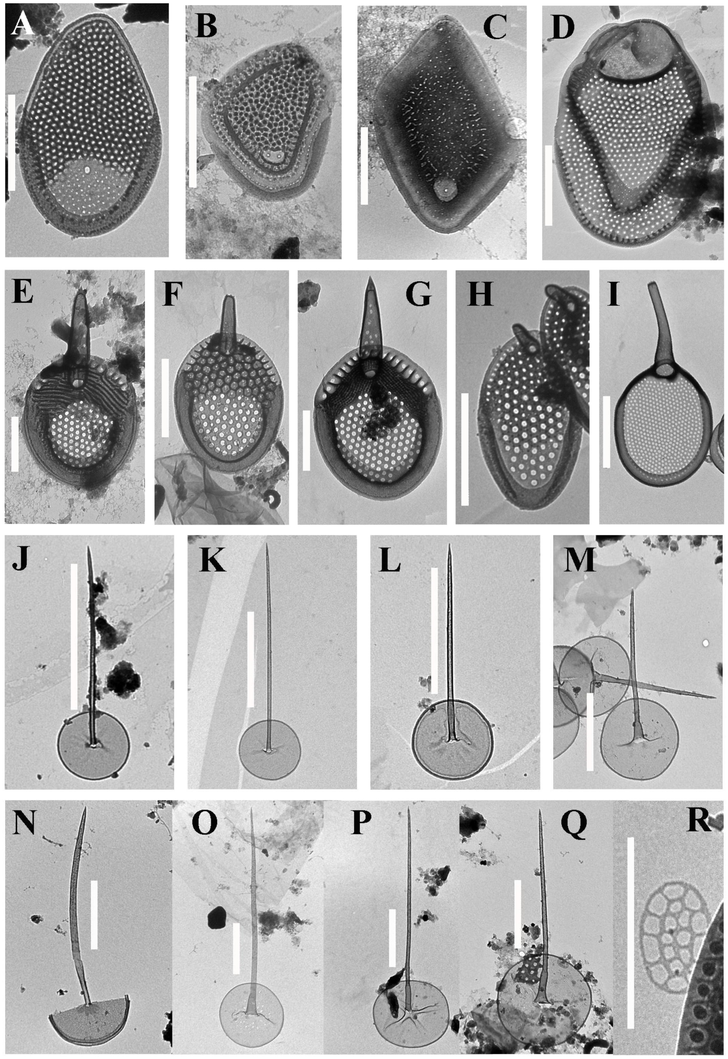 Life 12 01611 g005 Life 12 01611 g005