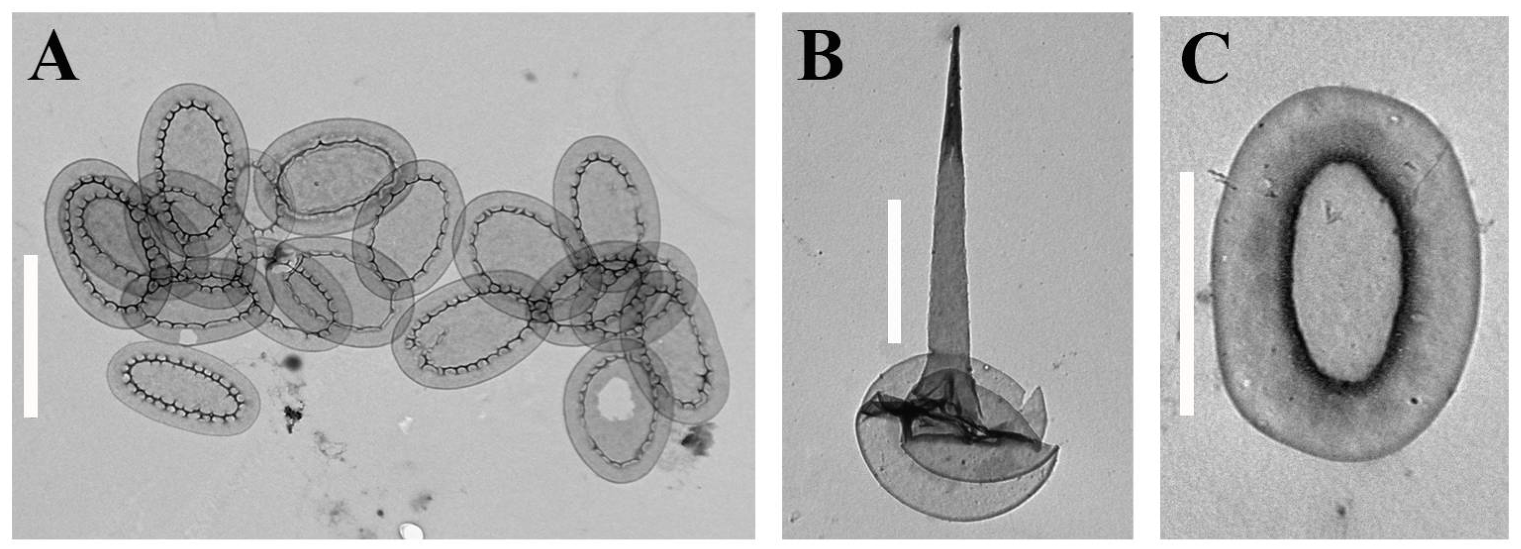 Life 12 01611 g006 Life 12 01611 g006