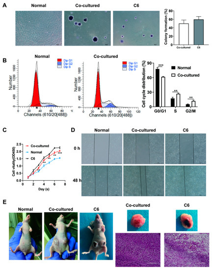 MiR-134-5p/Stat3 Axis Modulates Proliferation and Migration of MSCs Co ...