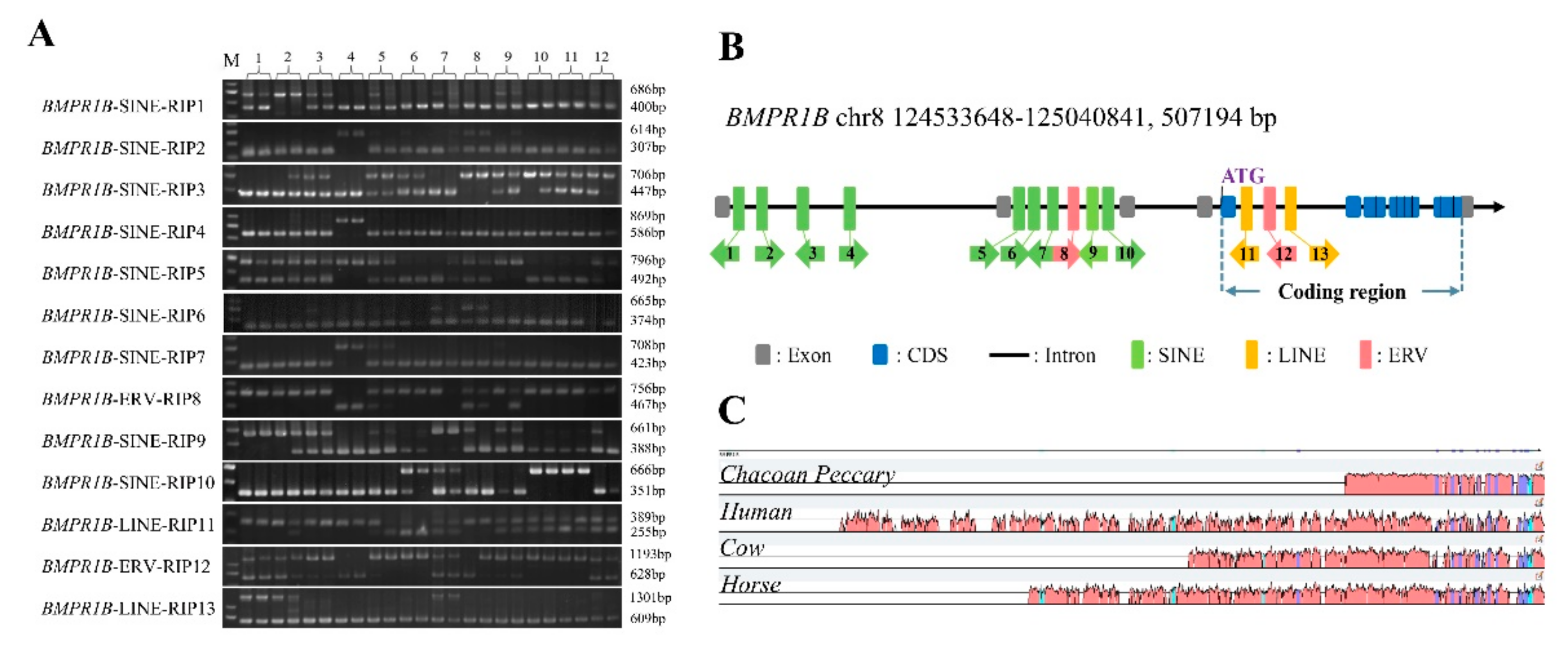 Life 12 01650 g001 Life 12 01650 g001