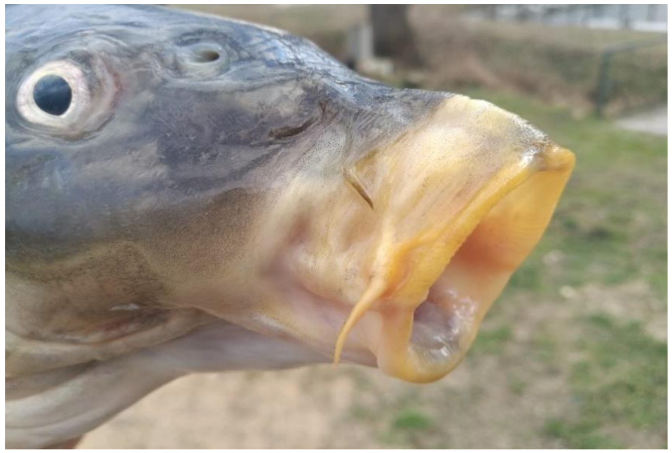 Life 12 01661 g002 550