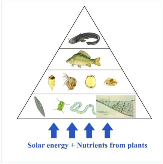 Carp Breeding in the Carpathian Basin with a ... Biology Diagrams
