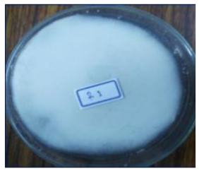 Life 12 01716 i003 Life 12 01716 i003