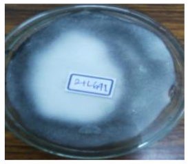 Life 12 01716 i005 Life 12 01716 i005