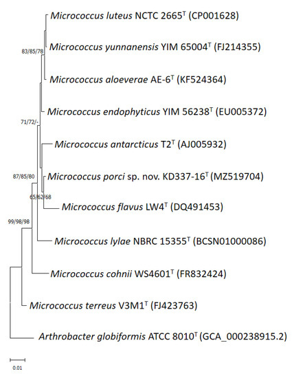 A collection of bacterial isolates from the pig intestine reveals