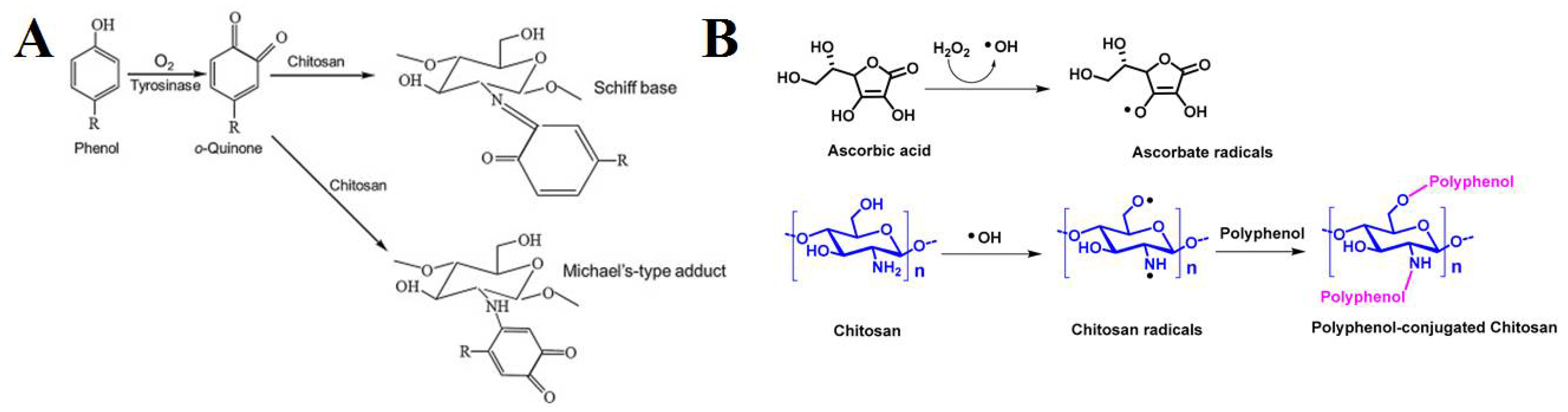 Phenoxyethanol preservative molecule, illustration - Stock Image -  F027/9106 - Science Photo Library