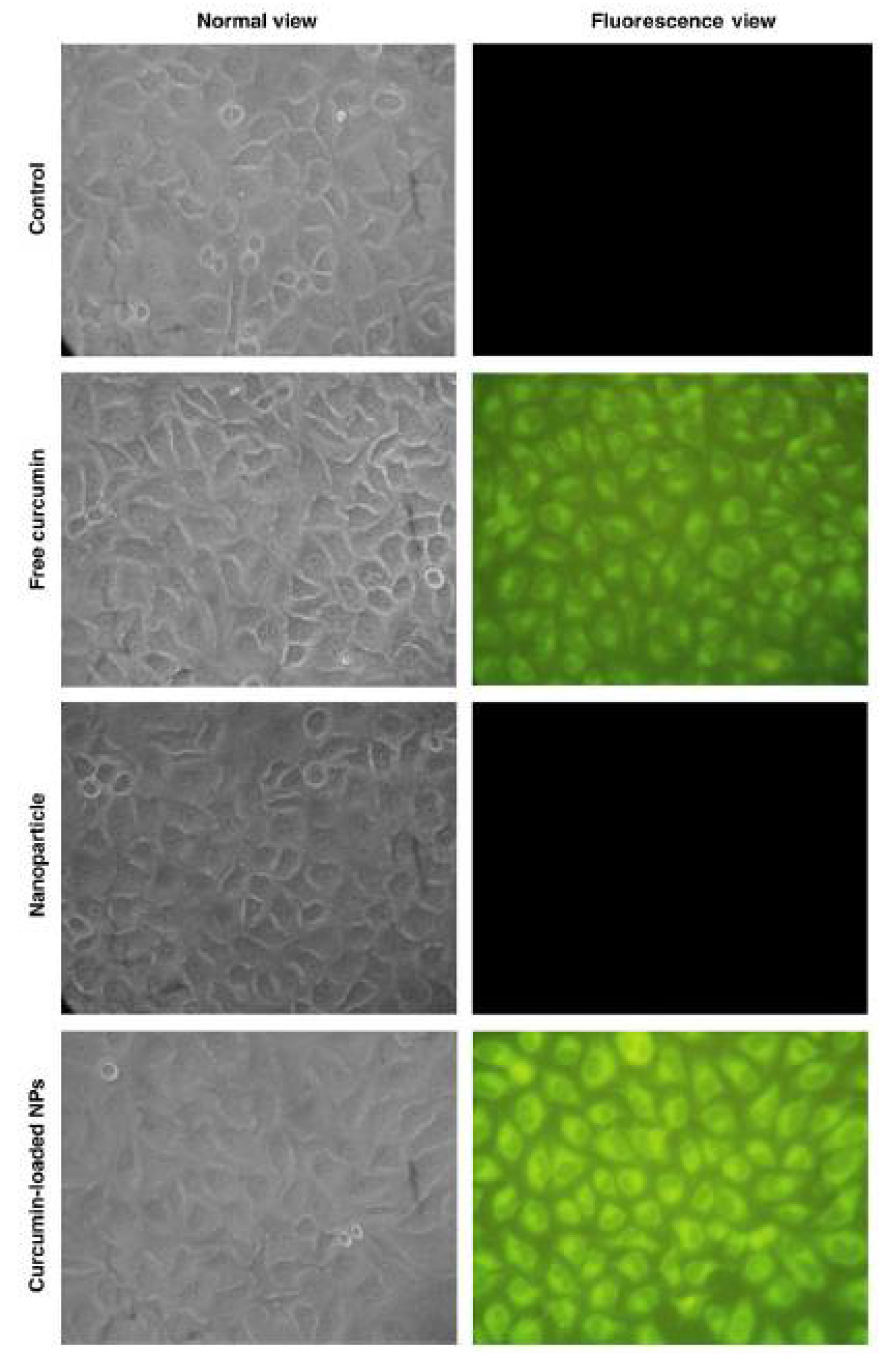 Life 12 01768 g011 Life 12 01768 g011