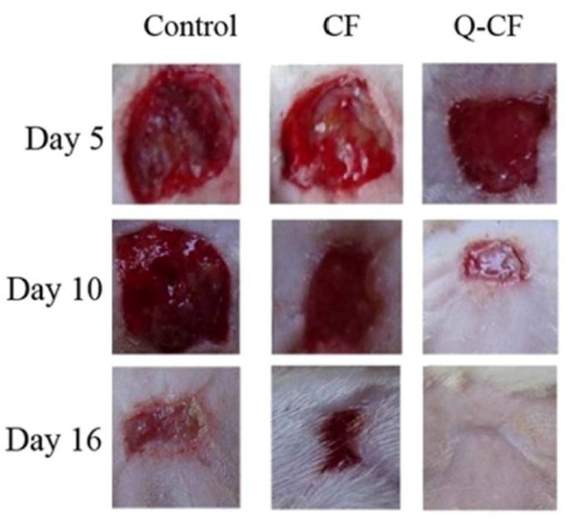 Life 12 01768 g019 Life 12 01768 g019