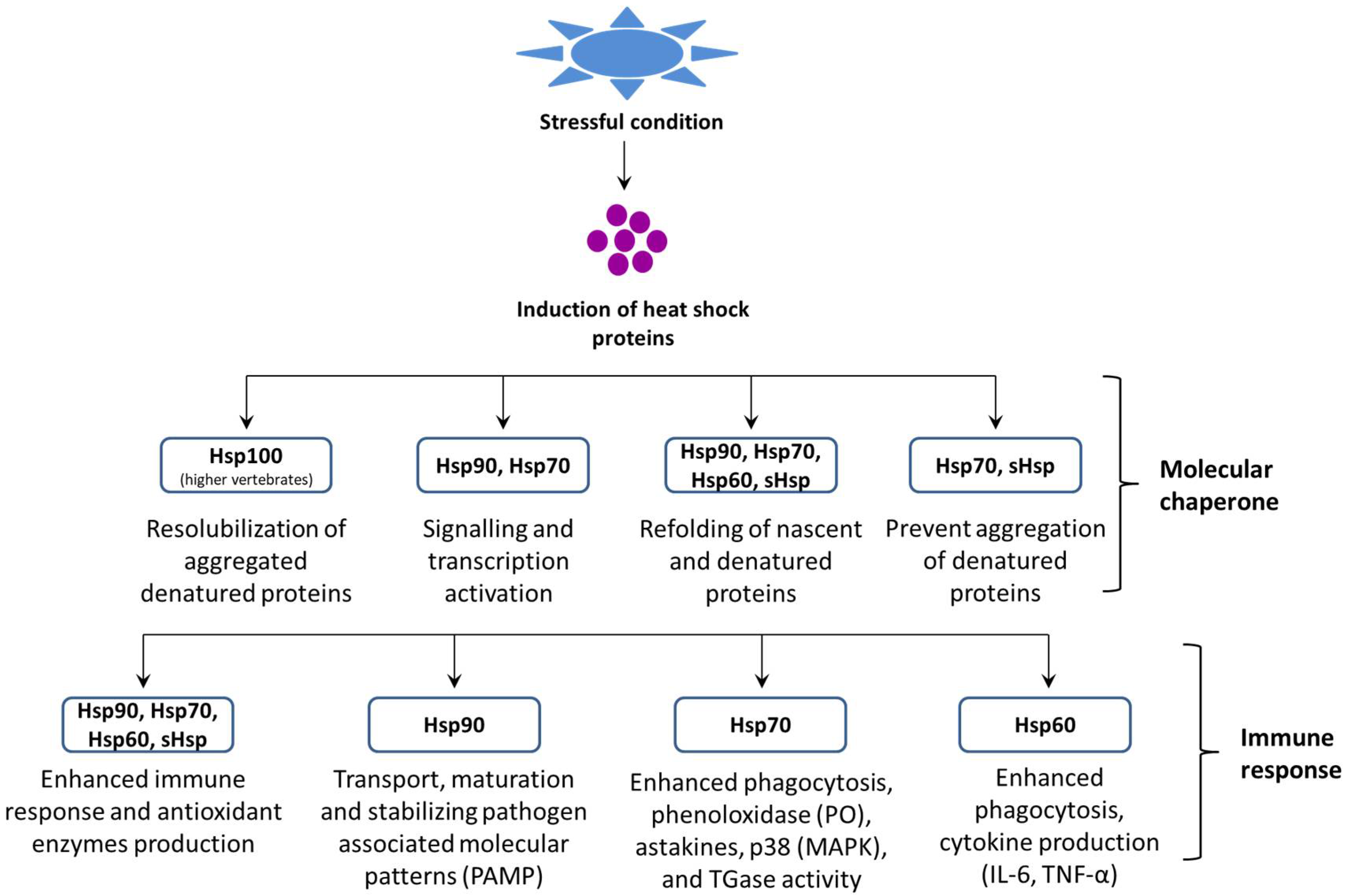Heat Shock Proteins In Cellular Homeostasis Encyclopedia Mdpi
