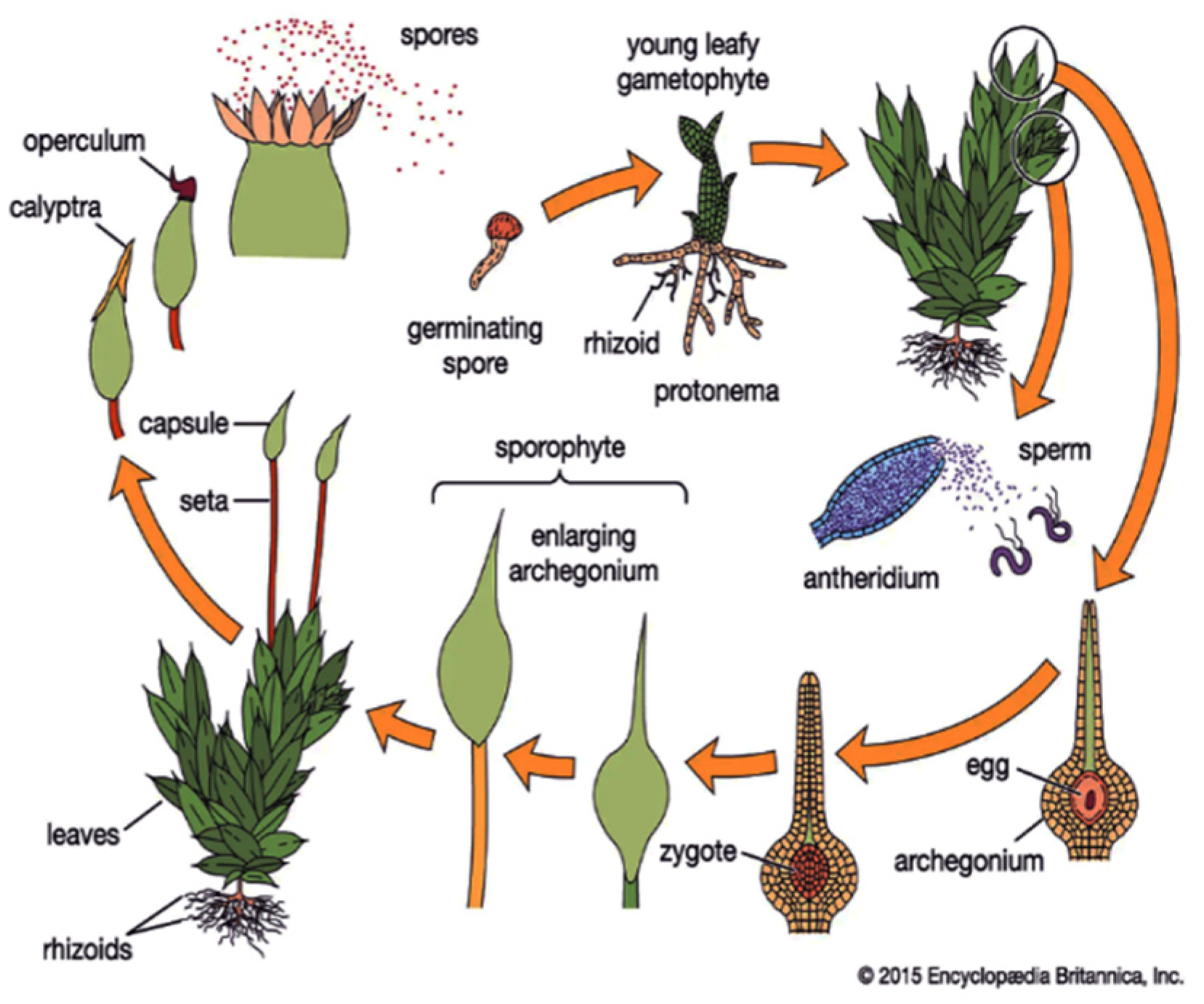 Moss Food Chain
