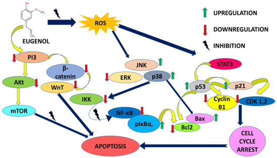 Molecular Mechanisms of Action of Eugenol in Cancer: Recent Trends and ...