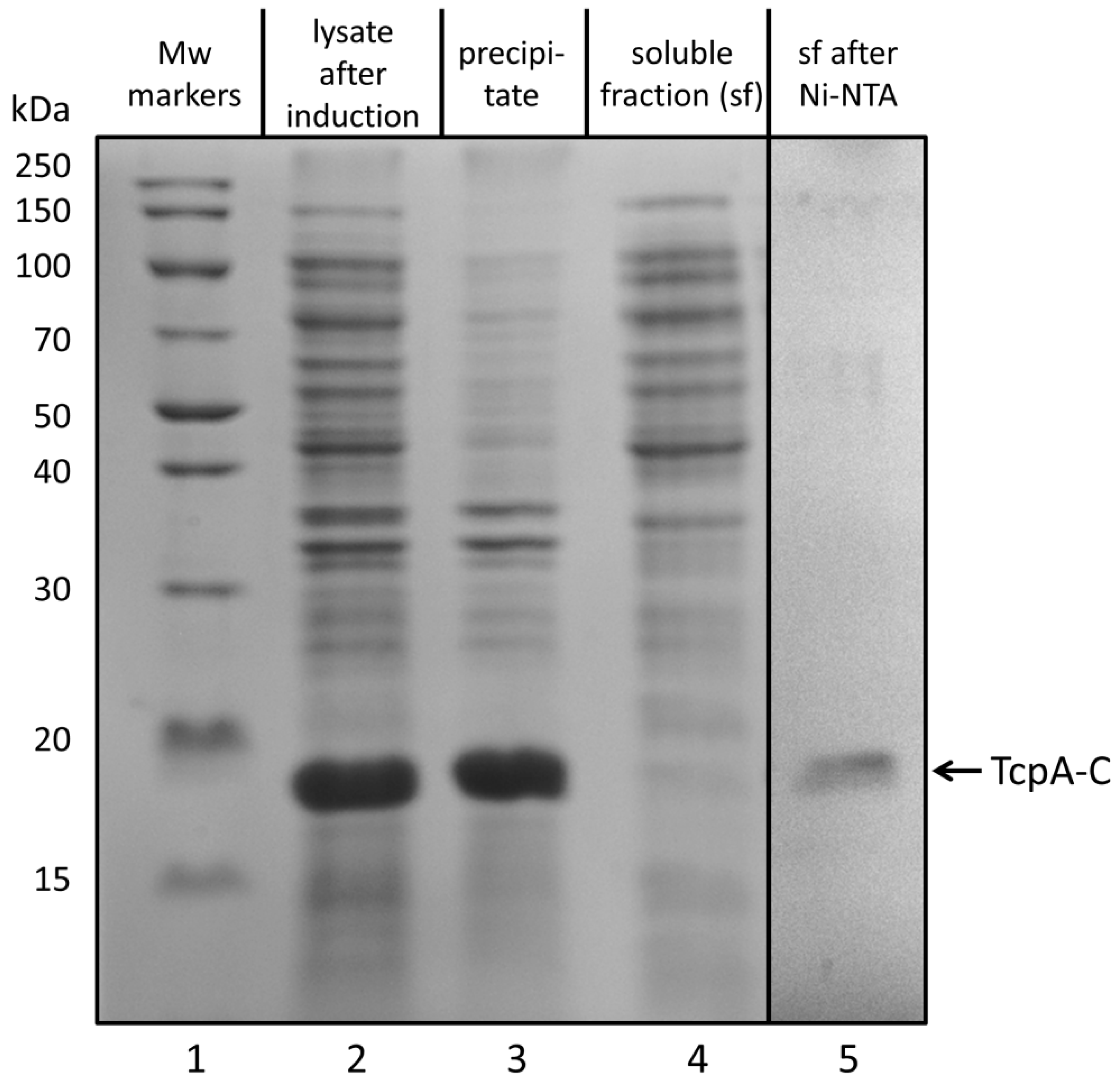 Life 12 01802 g001 Life 12 01802 g001